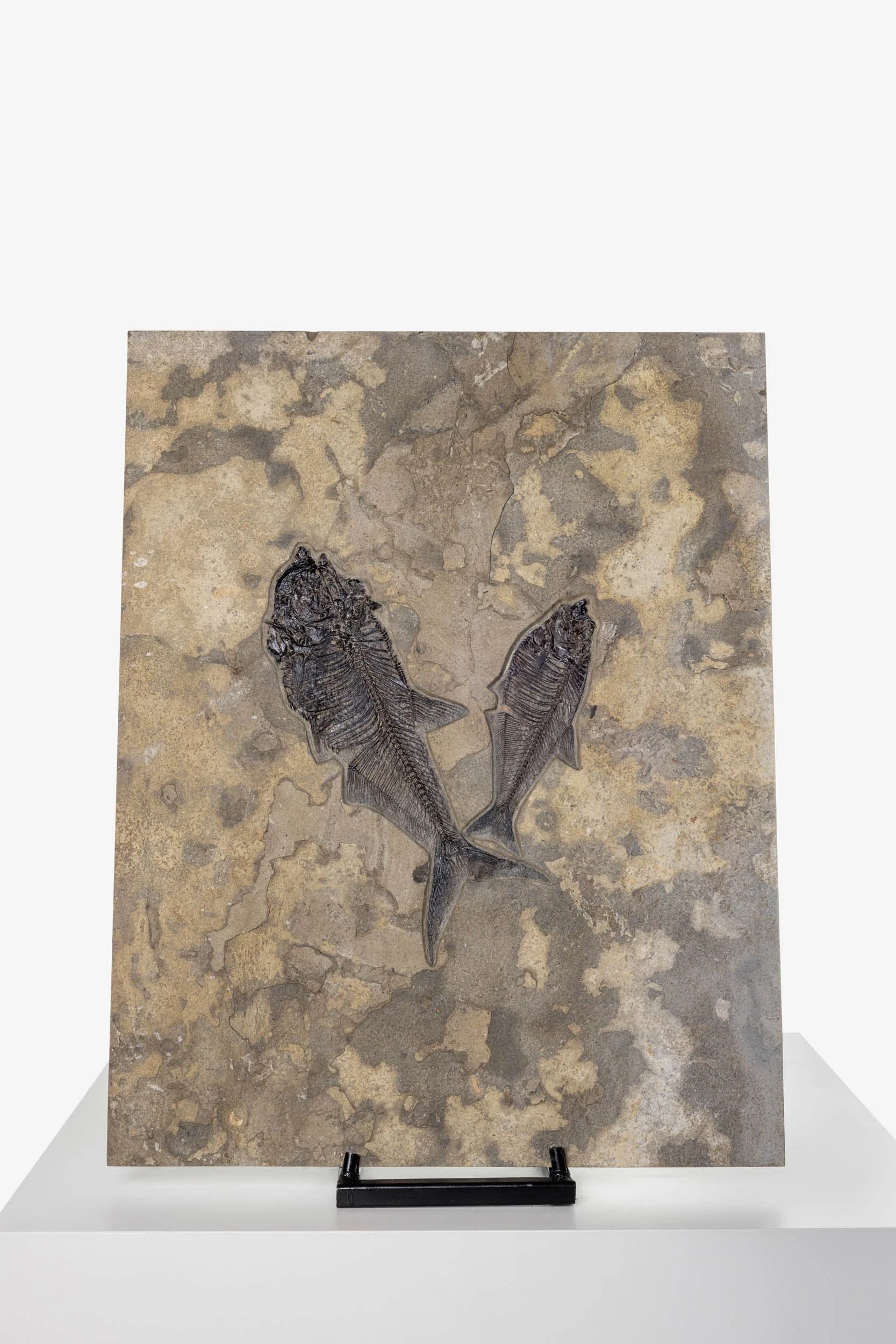 WS.CREATIVE_B.C.House_Product_Batch 2_Web_74.jpg