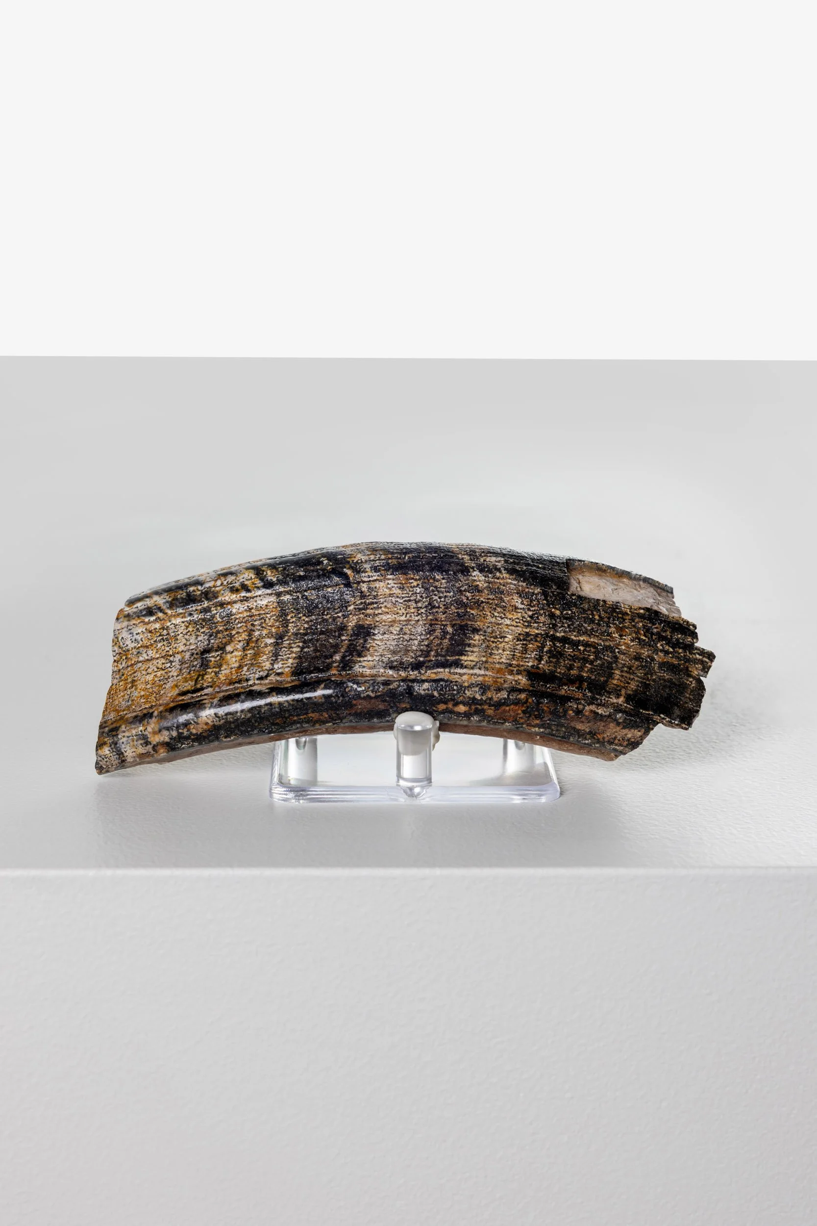 Fossilised Diprotodon Incisors (Giant Wombat)