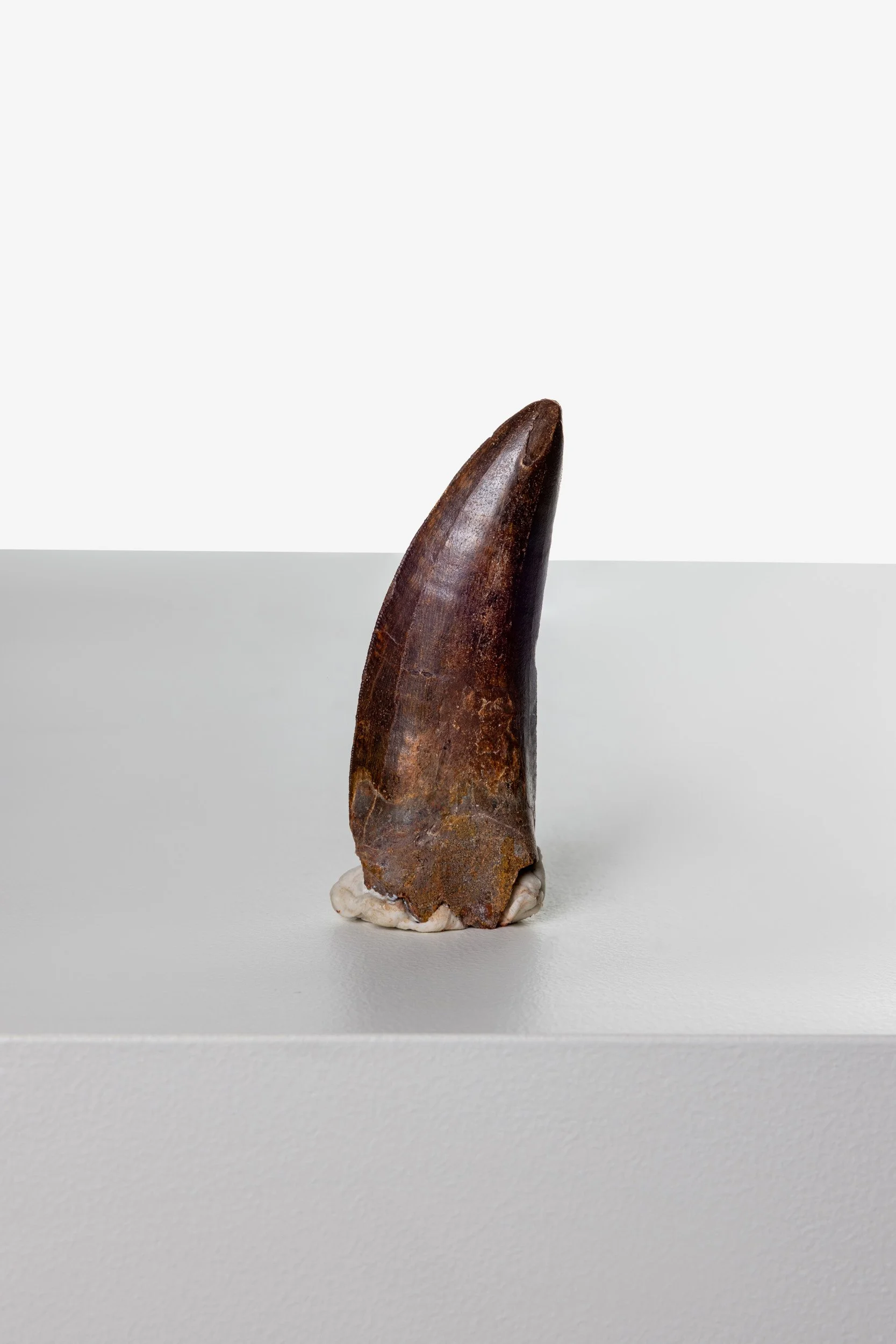 Fossilised Carcharodontosaurus Tooth