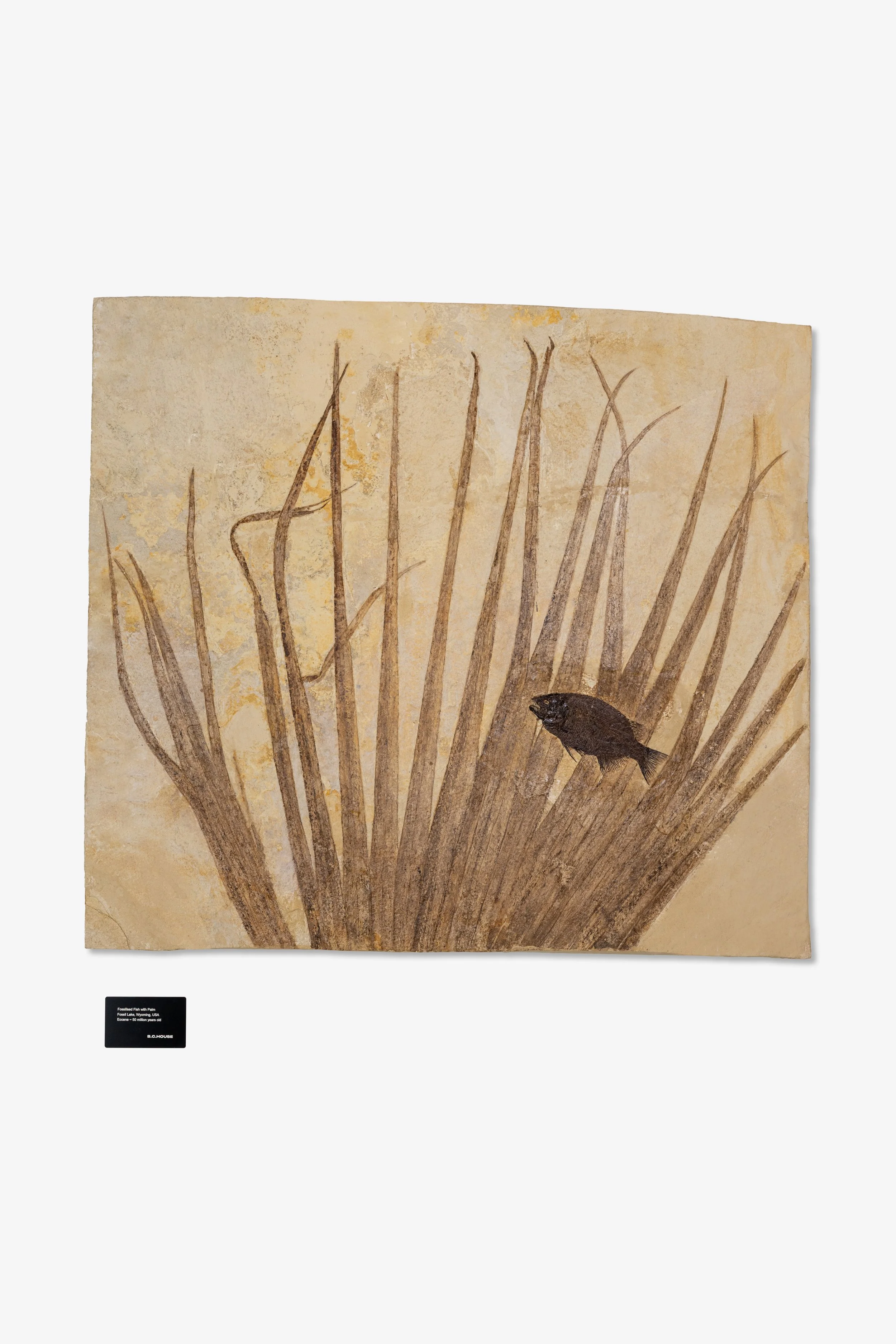 Fossilised Fish with Palm