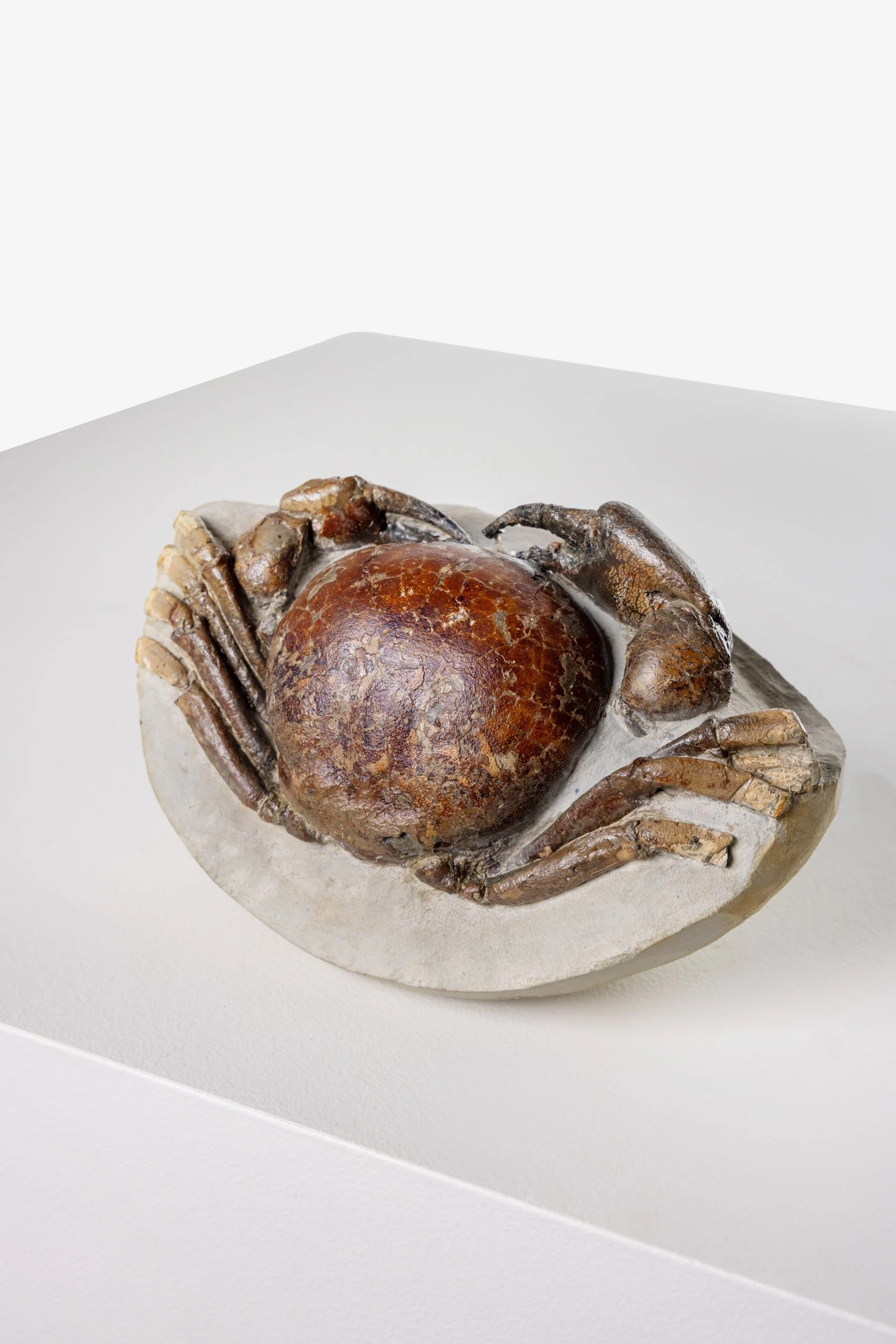 Fossilised Crab