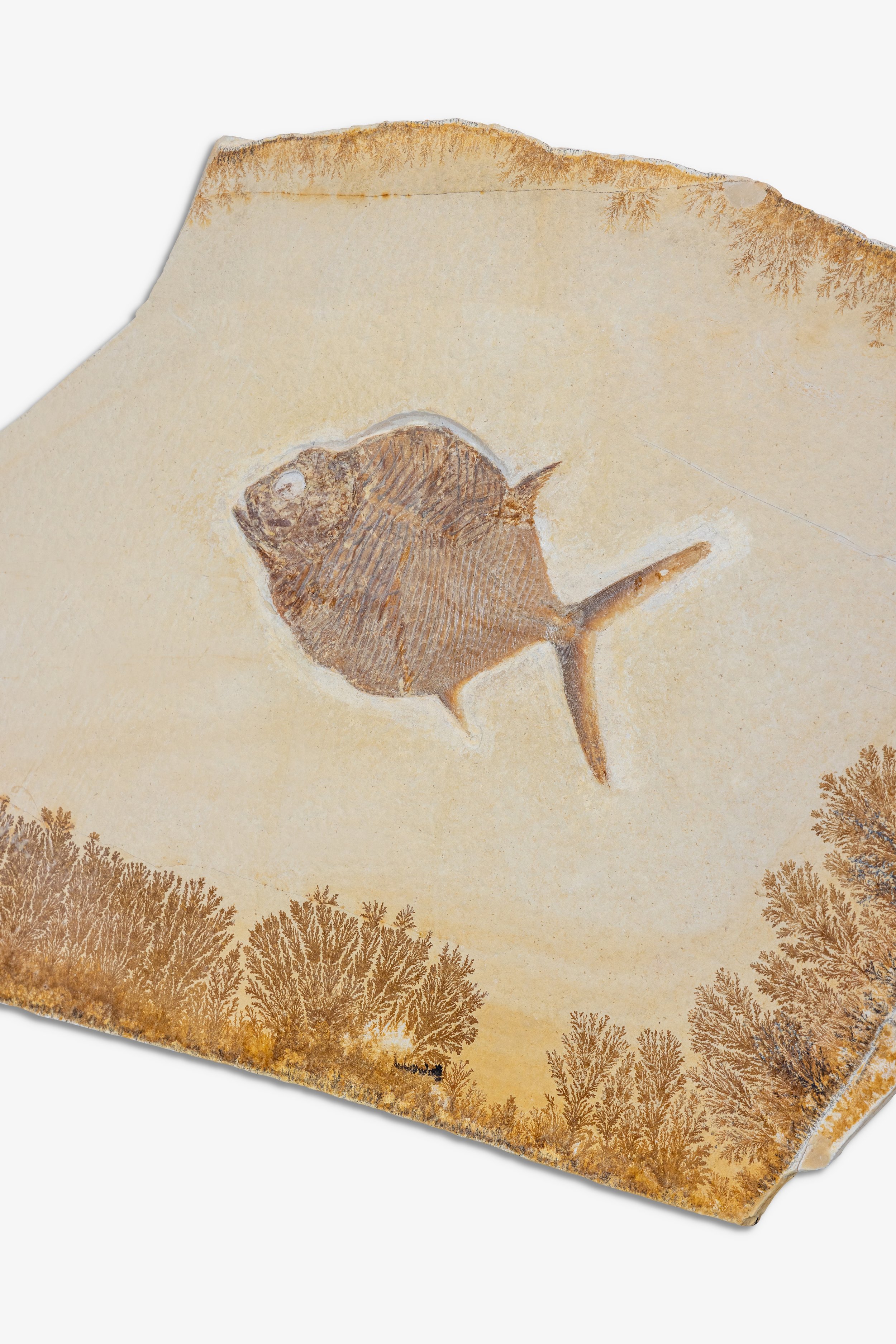 Fossilised Ball Fish