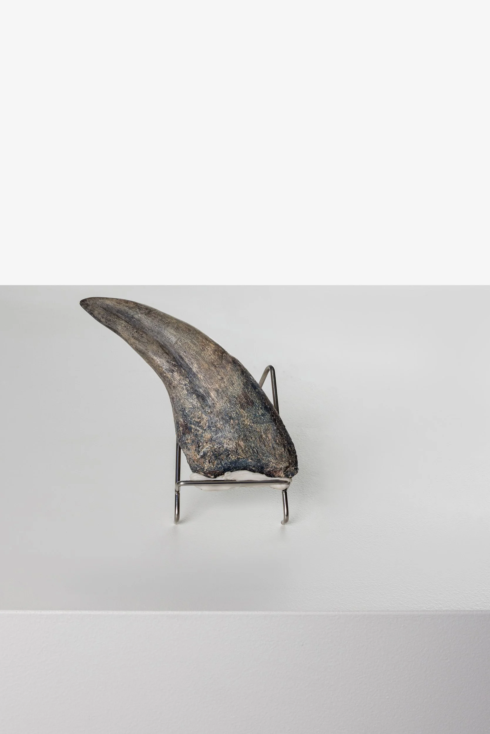 Fossilised Suchomimus Foot Claw