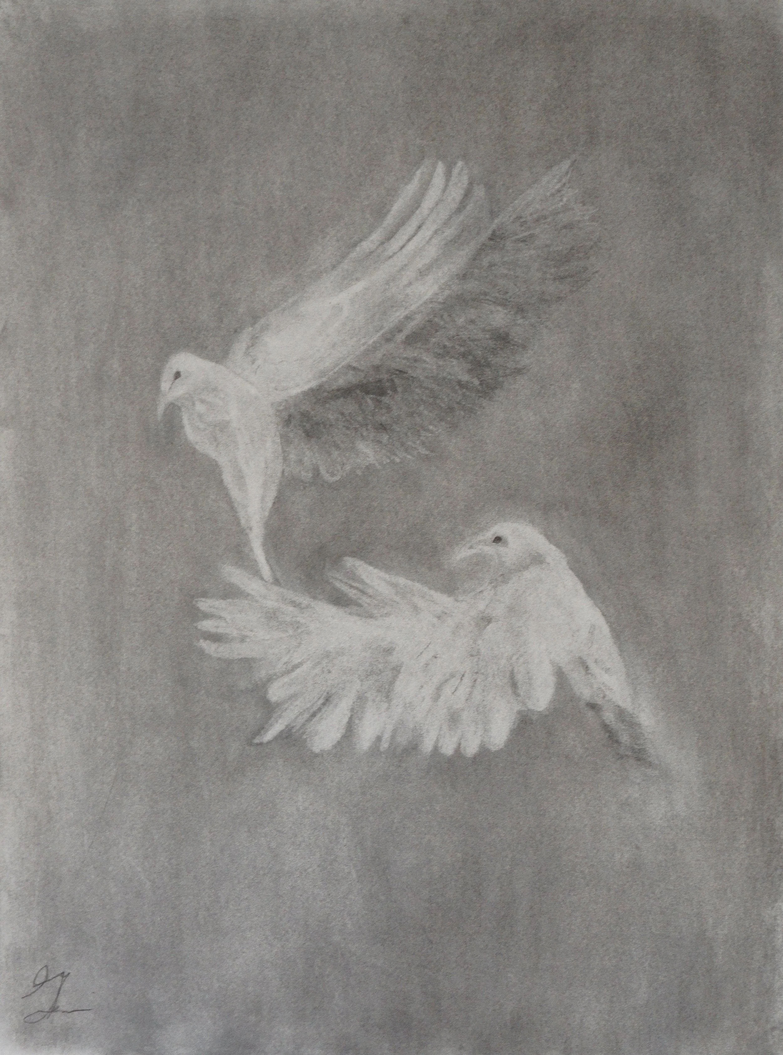 "Love Dove" 18x24 Charcoal on Paper, 2024