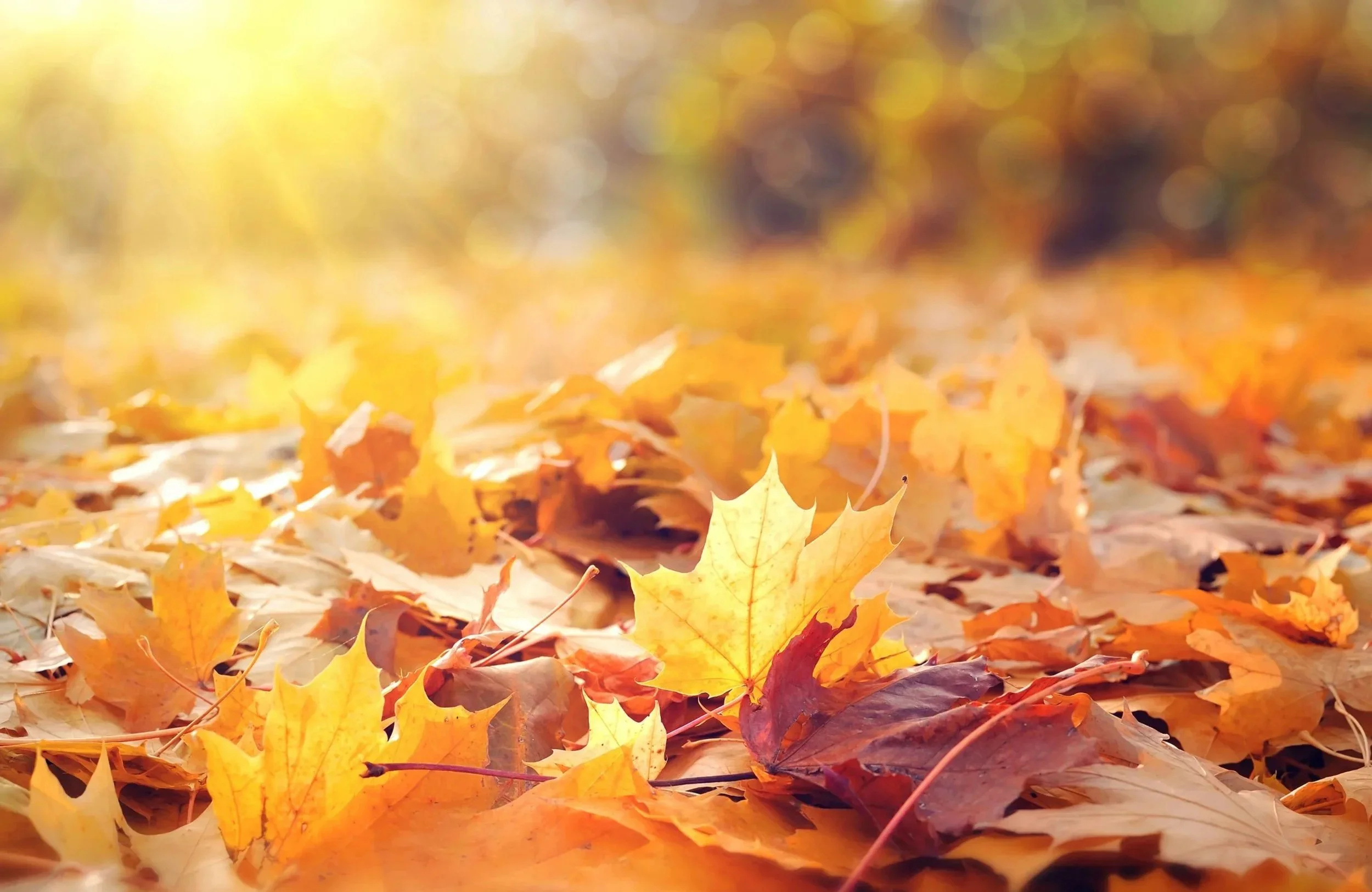 Fall Certificate Special