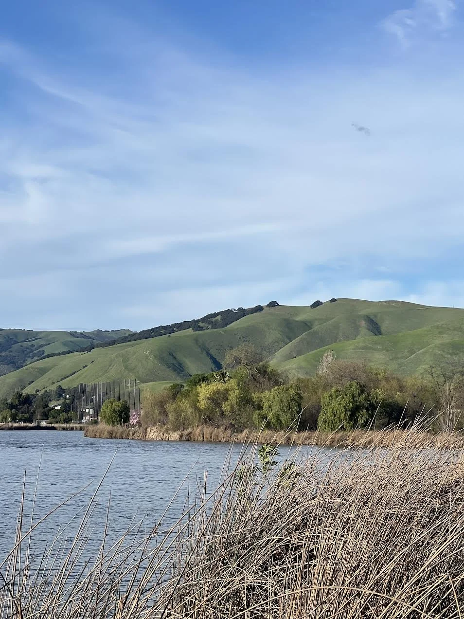 Scenic view of a lake with dry reeds in the foreground, green rolling hills in the background, under a clear blue sky.