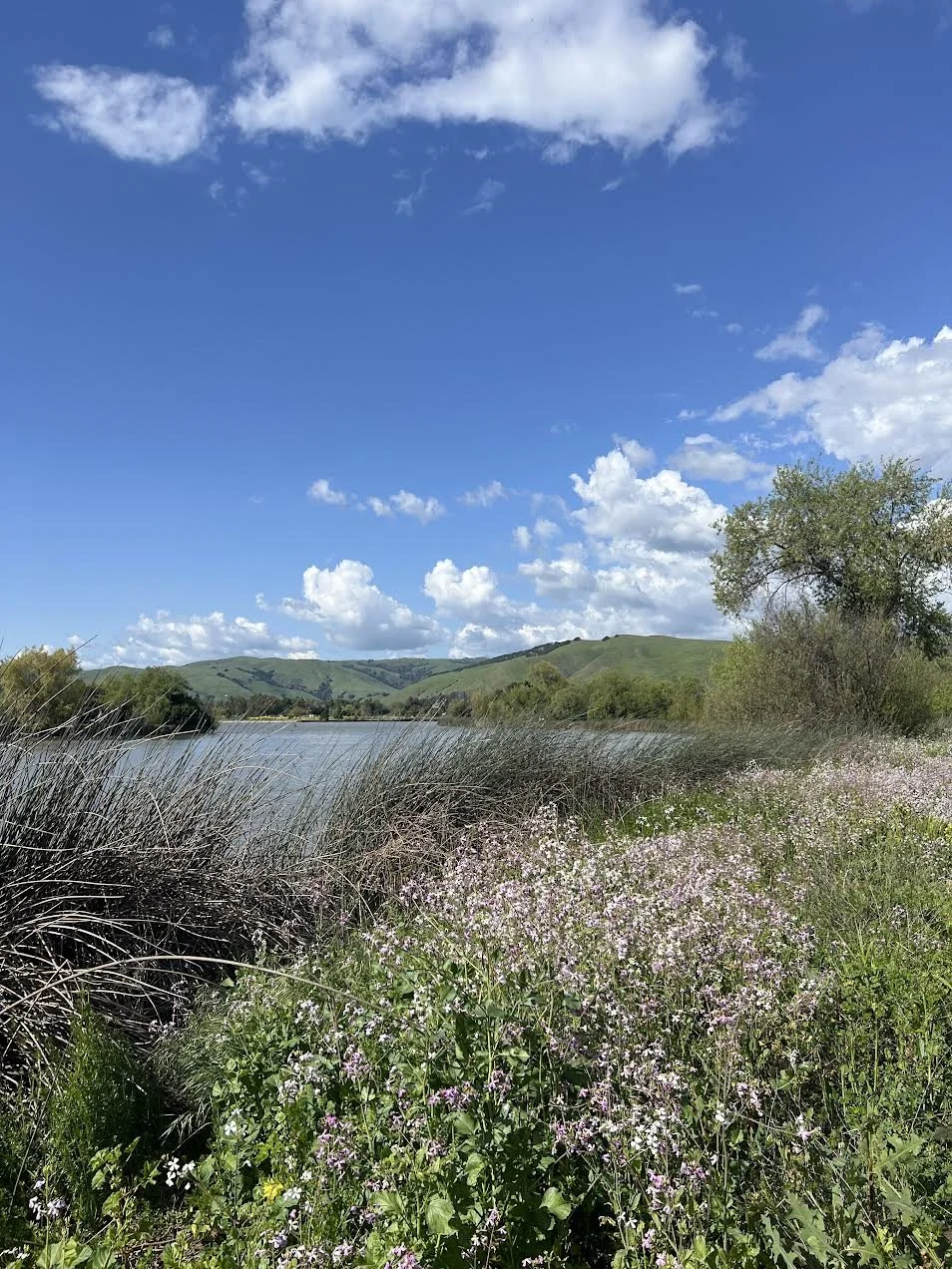Landscape with a lake, wildflowers, and distant hills under a blue sky with clouds.