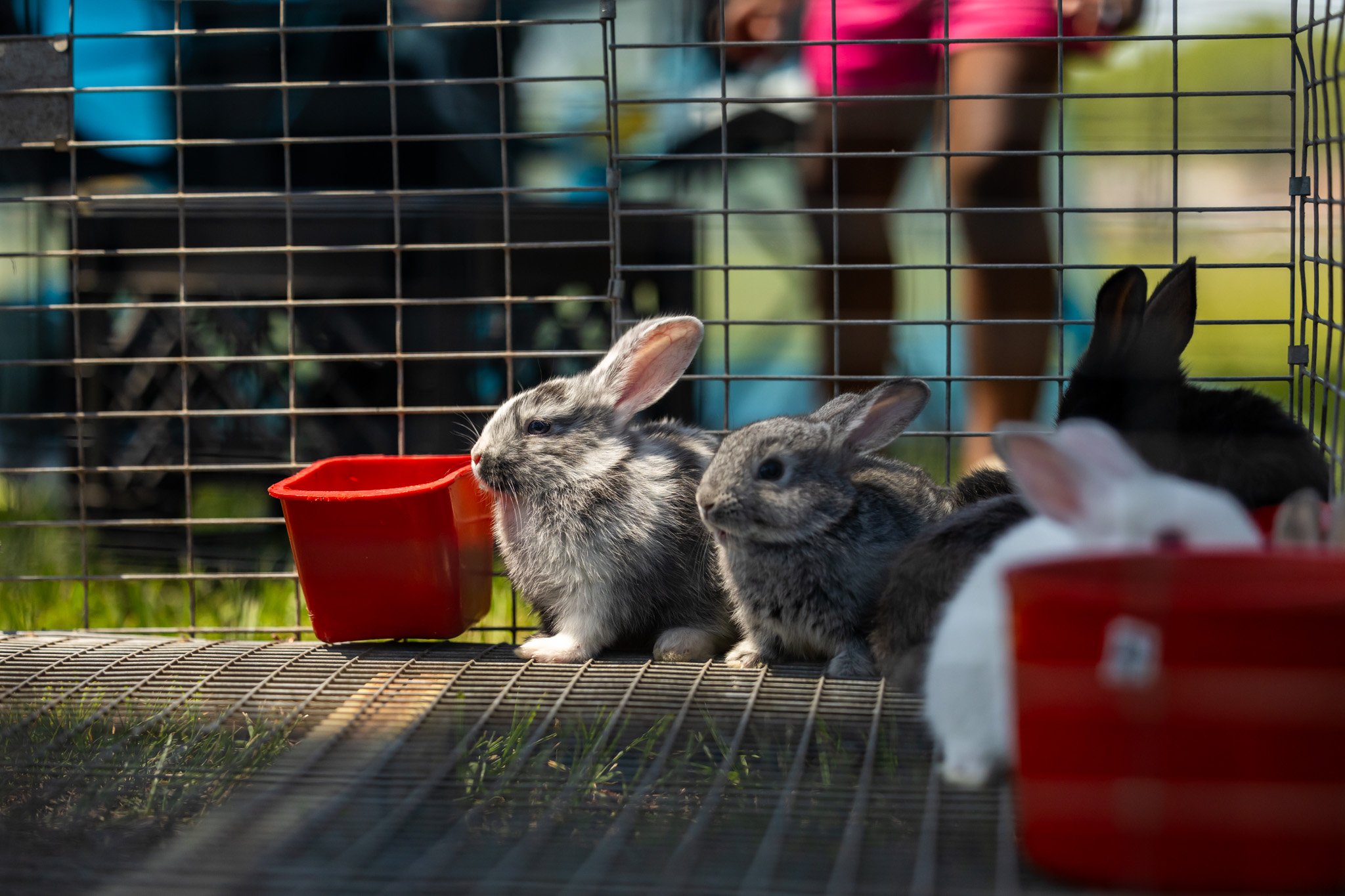 Rabbits-1.jpg