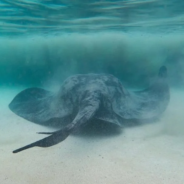 Marine science representation - Manta ray underwater