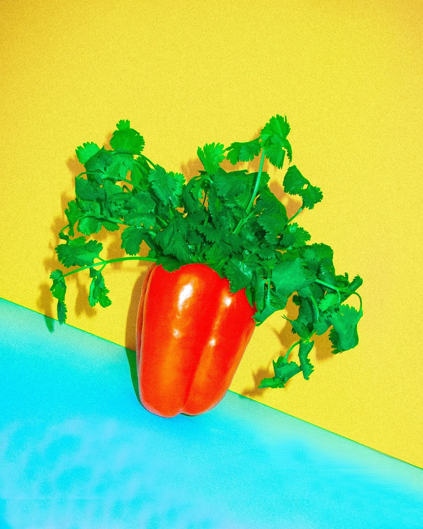 Our version of a chia pet 😃 robust red pepper and spicy cilantro are a perfect pairing in our Tom Kha Spoony. Trust us, you gotta try it!! 
.
.
.
#soup #soupseason #spoony #yum #tomkha #thaifood #organic #organicingredients #food #foodart #funfood #