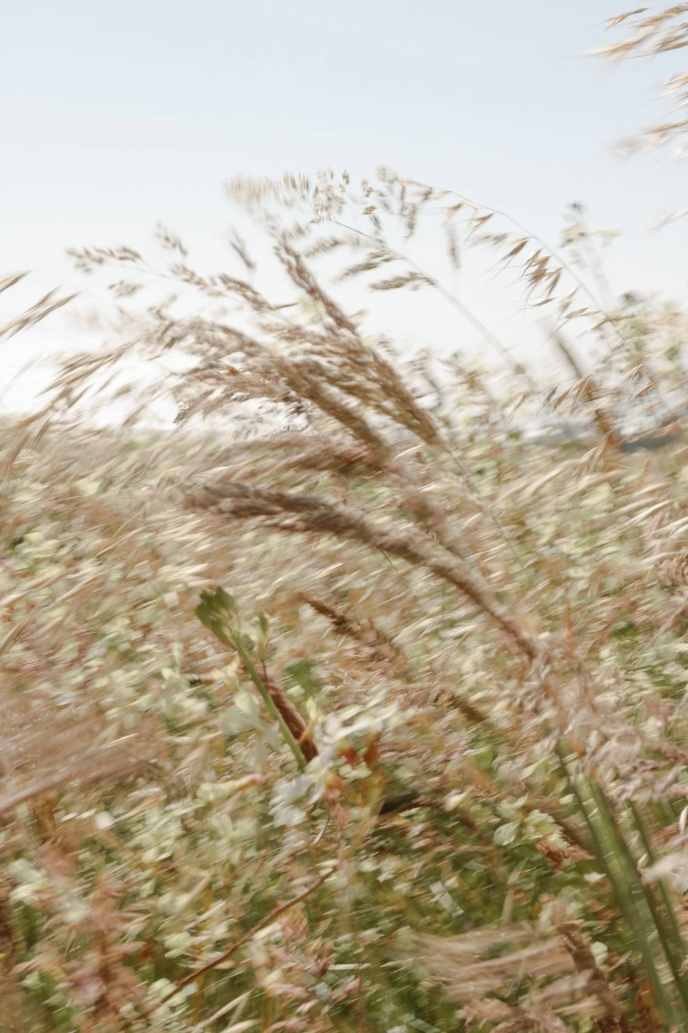 Blurred tall grass or reeds swaying in the wind against a clear sky.
