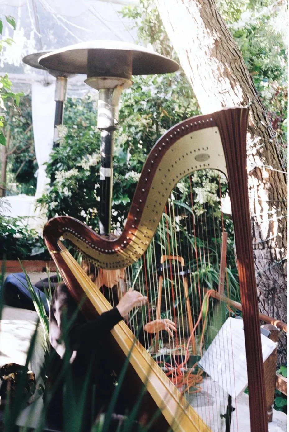 Person playing a harp outdoors surrounded by green plants and trees.