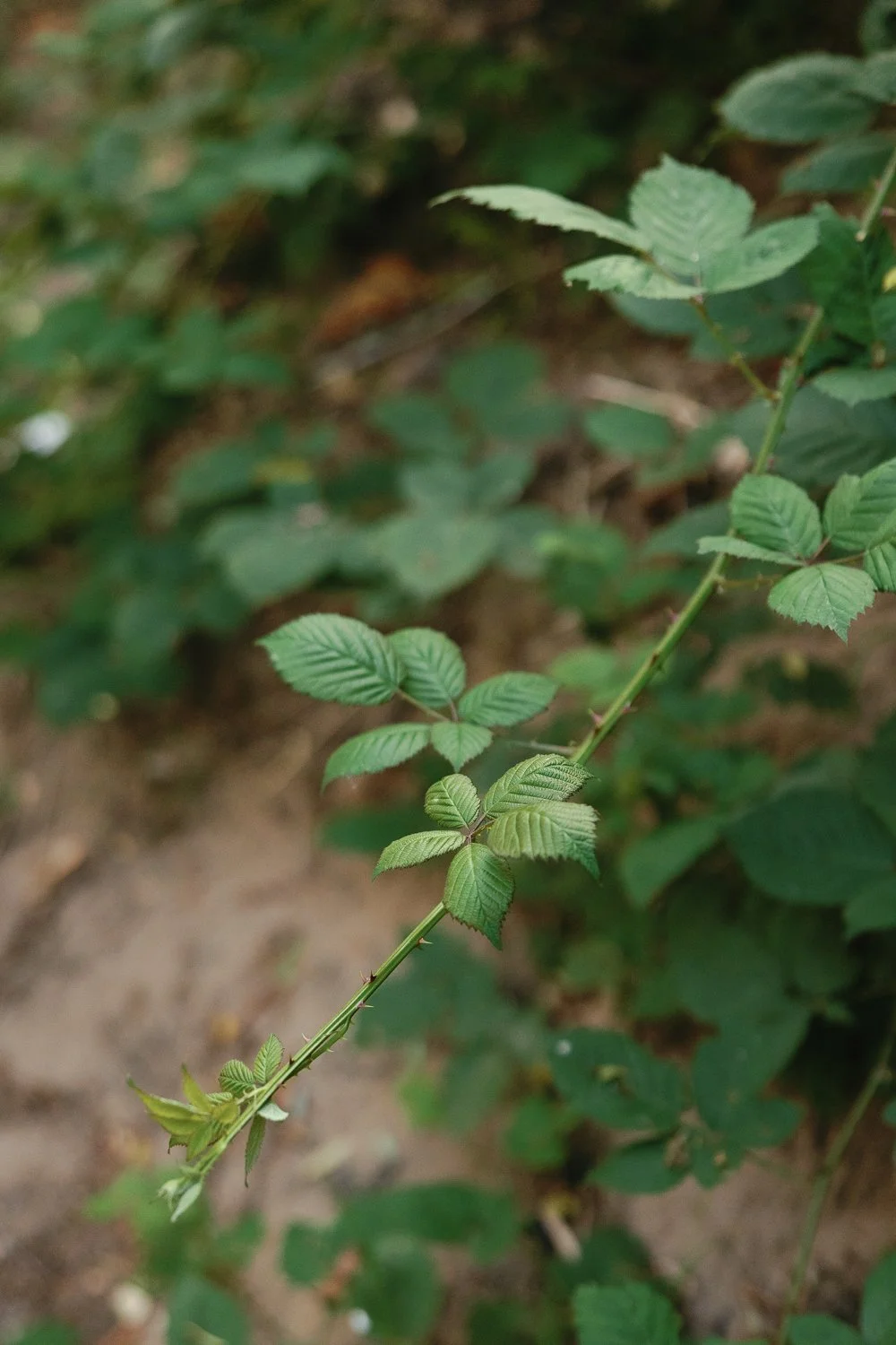 A close-up of a thin plant stem with small green serrated leaves growing along it, with blurred green foliage in the background.