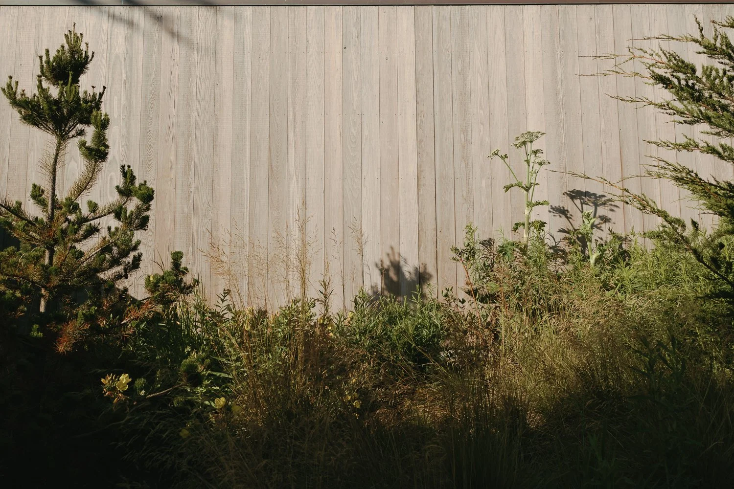 Plants and bushes growing in front of a light-colored wooden fence.