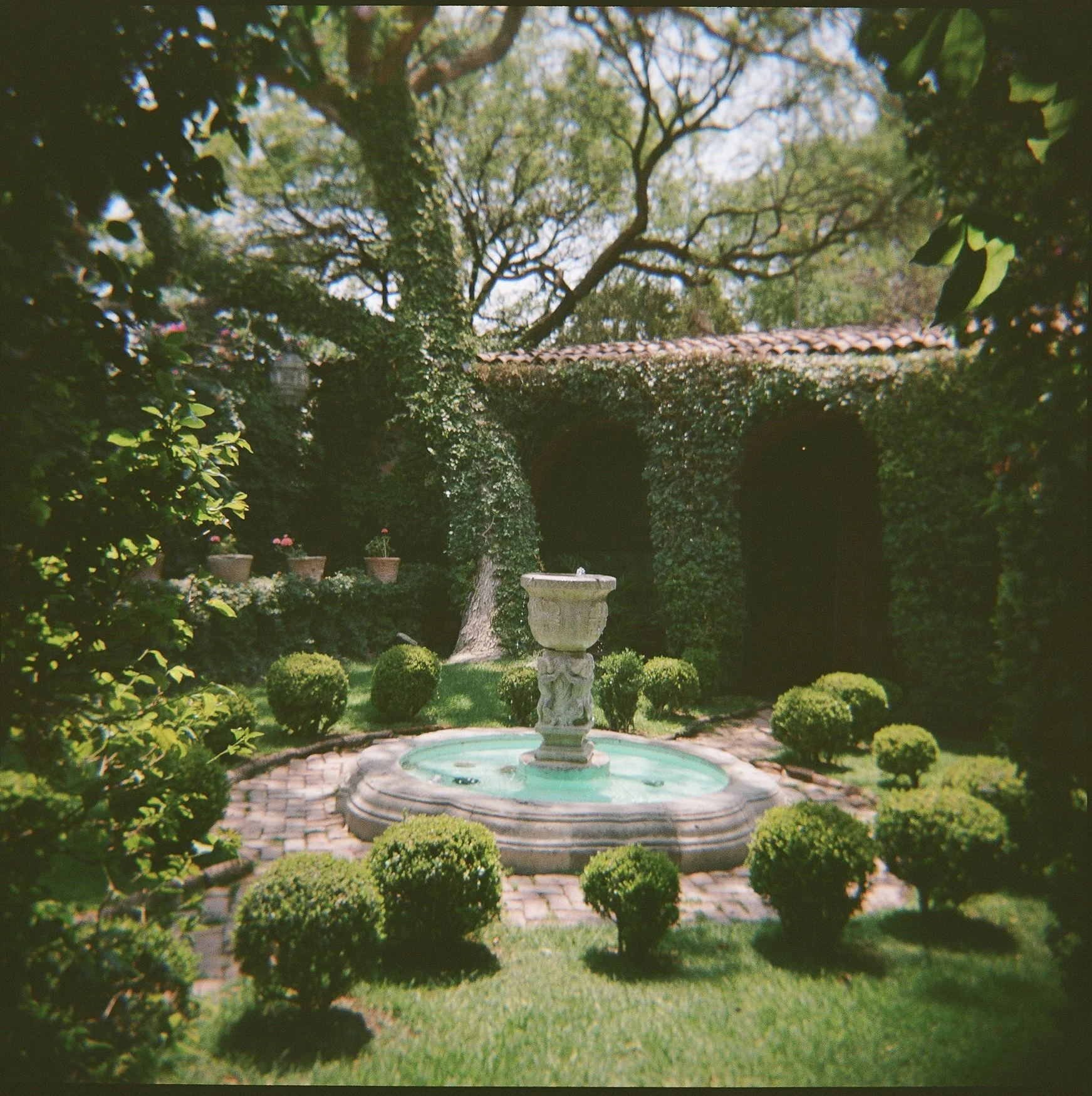 Formal entryway garden at casa hyder with a central stone fountain, clipped boxwood shrubs, potted flowers, and ivy-covered walls.