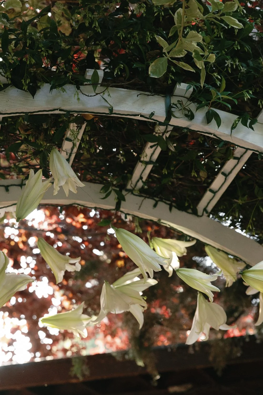 White lilies hanging from a trellis with green foliage and a background of red and orange leaves.