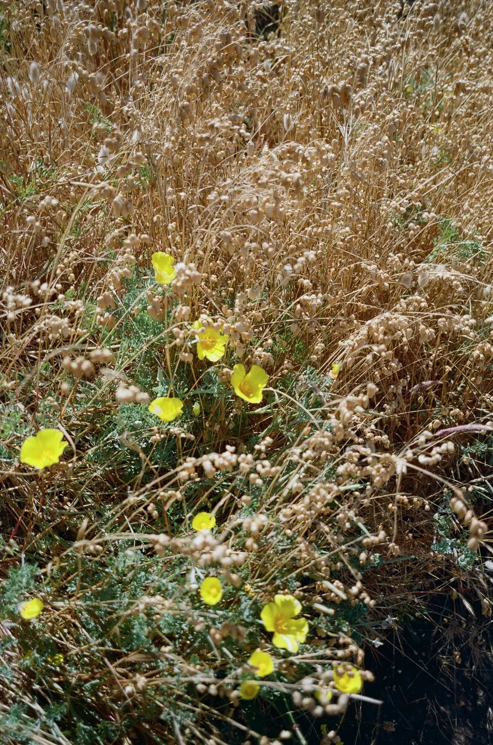 Dry, beige grass with bright yellow flowers blooming among the grass.