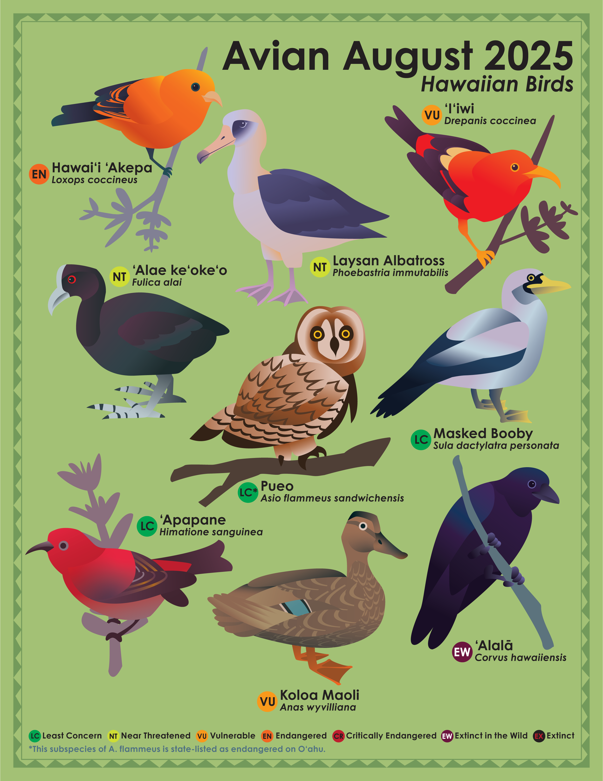 Avian August 2025 - Hawaiian Birds, Adobe Fresco and Illustrator (Art challenge by @cookiedoves)