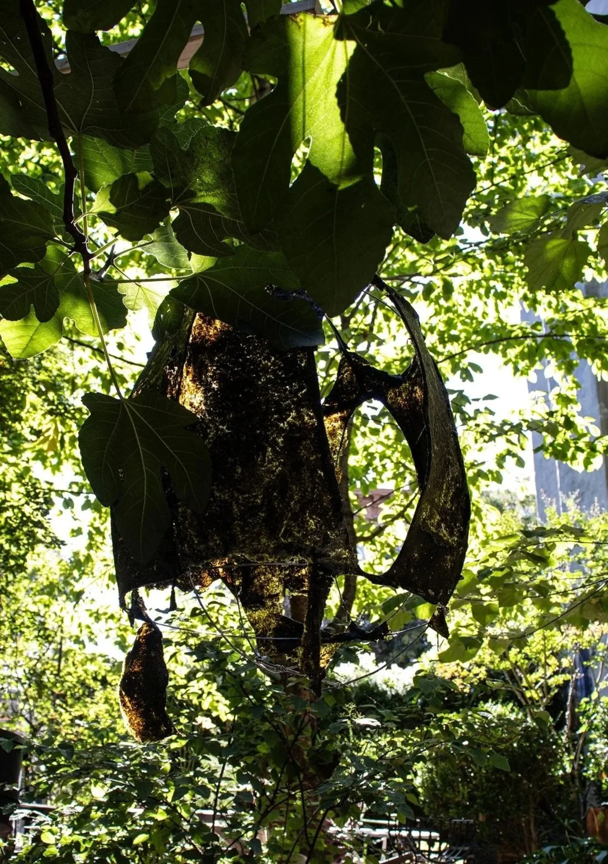 2025; Immemorial; Ulva Seaweed harvested from Rockaway Beach NY, glycerin, gelatin, aluminum wire; 30" x 23" x 23"
Image taken three weeks after installation