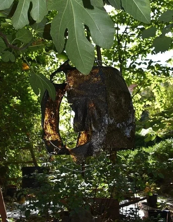 2025; Immemorial; Ulva Seaweed harvested from Rockaway Beach NY, glycerin, gelatin, aluminum wire; 30" x 23" x 23"
Image taken two weeks after installation