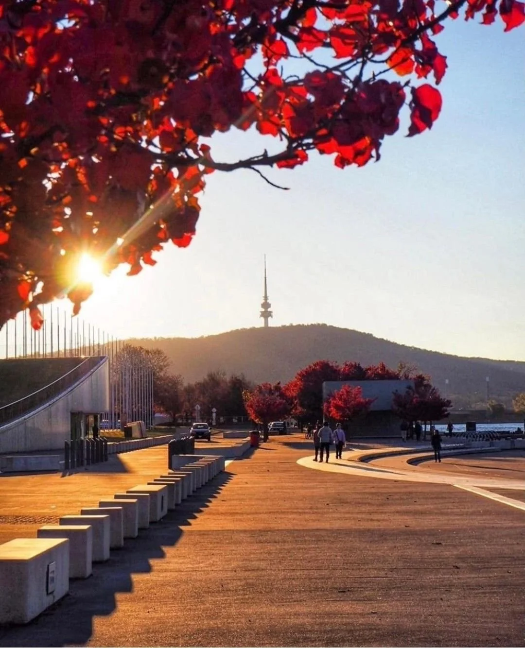 Designing a garden for Canberra's climate: frost, heat and everything in between.