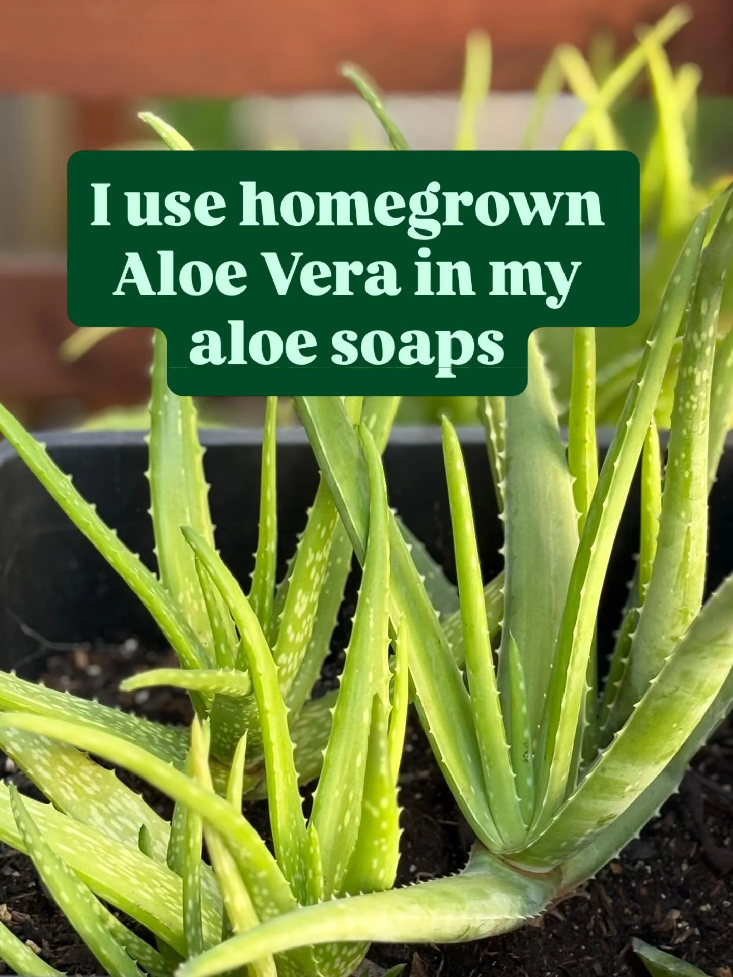 Tutu&rsquo;s Garden
made with cucumber and aloe vera for a soothing bathing experience. 

I&rsquo;m sold out on my website, but you naught be able to find one at 
@celestialnaturalfoods 
@hipie_ns or in town @waiolikitchen