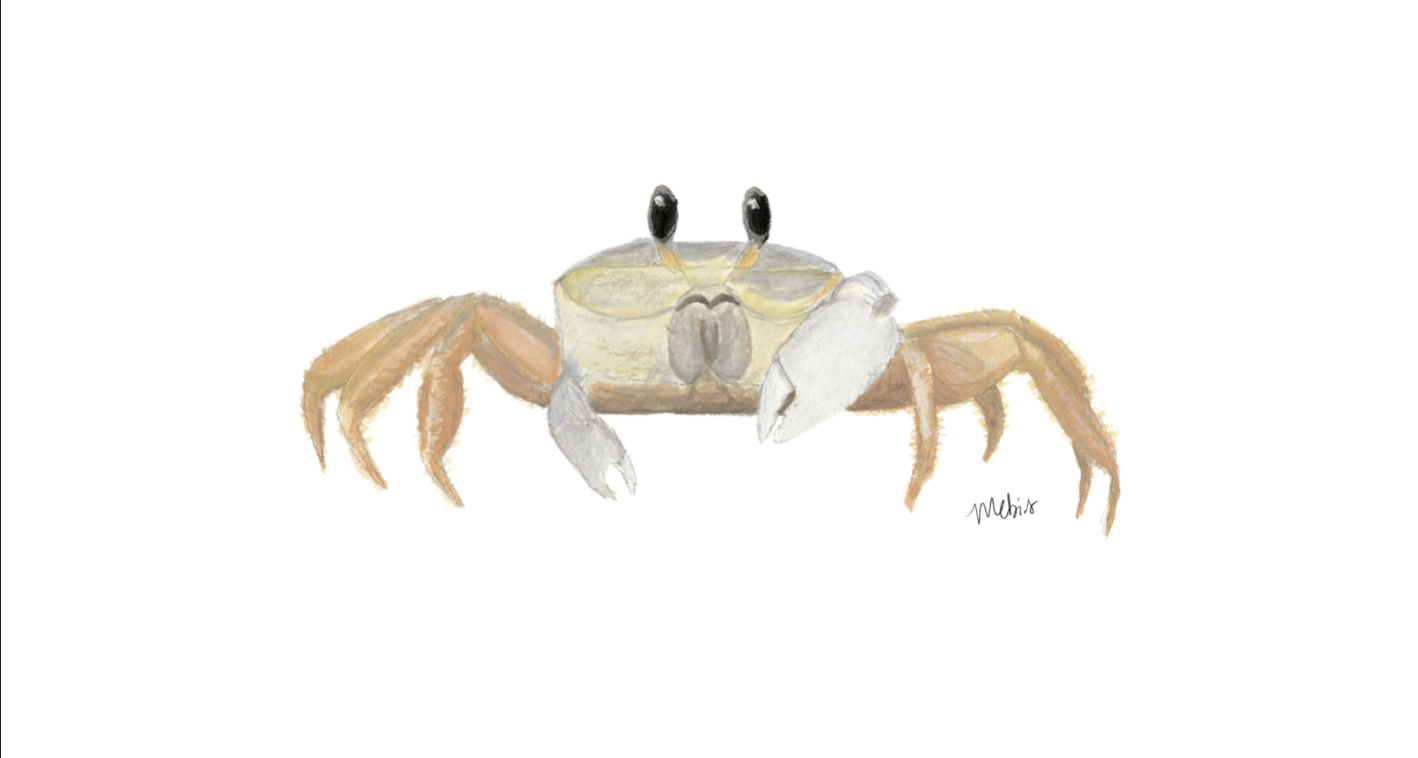 Ghost Crab