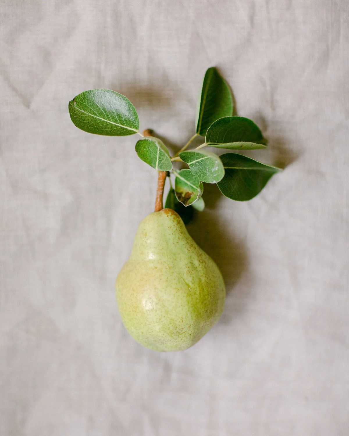 CarrieMinns_260728_MC_BartlettPear_4x5.jpg