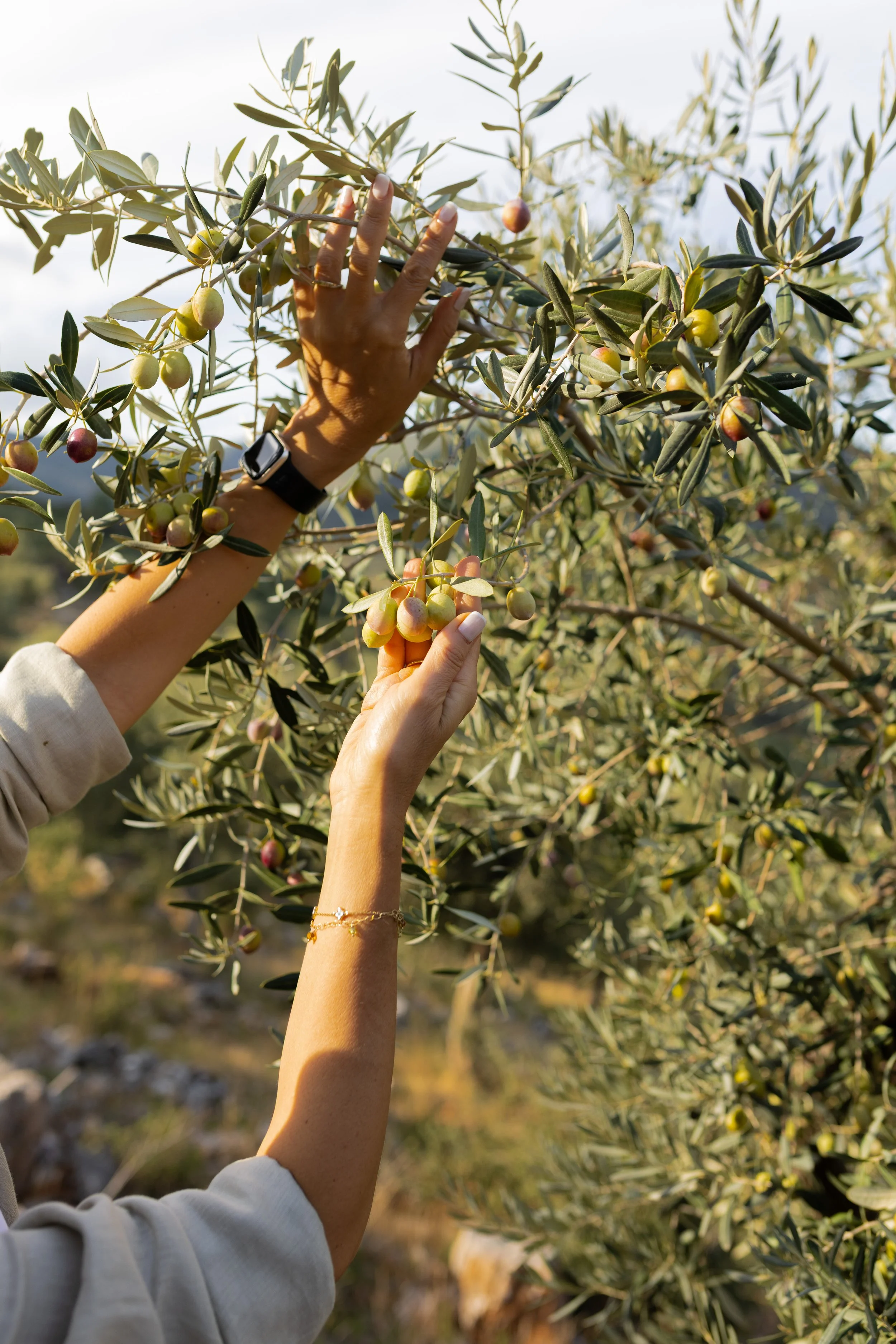 Oro Di Milas