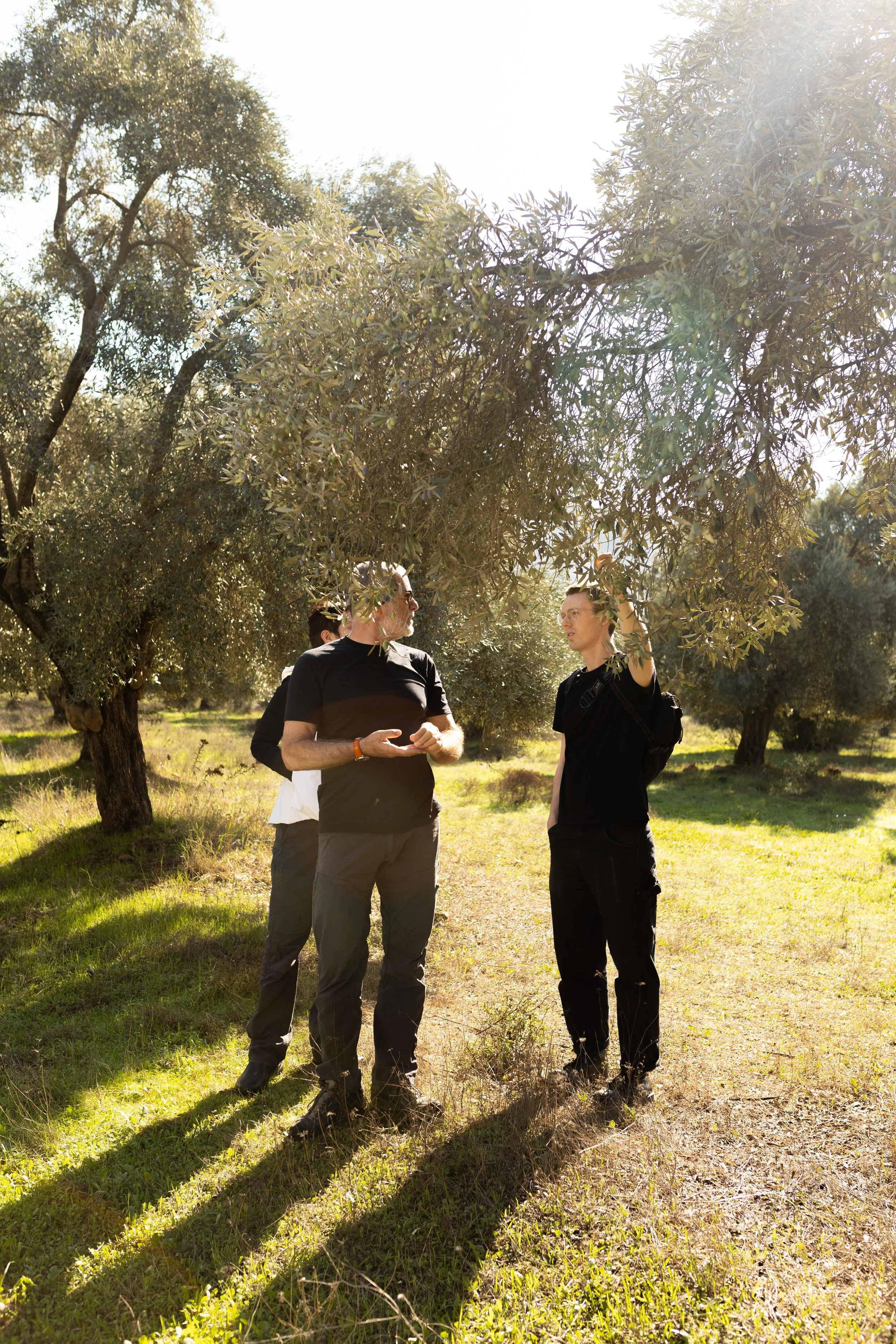 Oro Di Milas