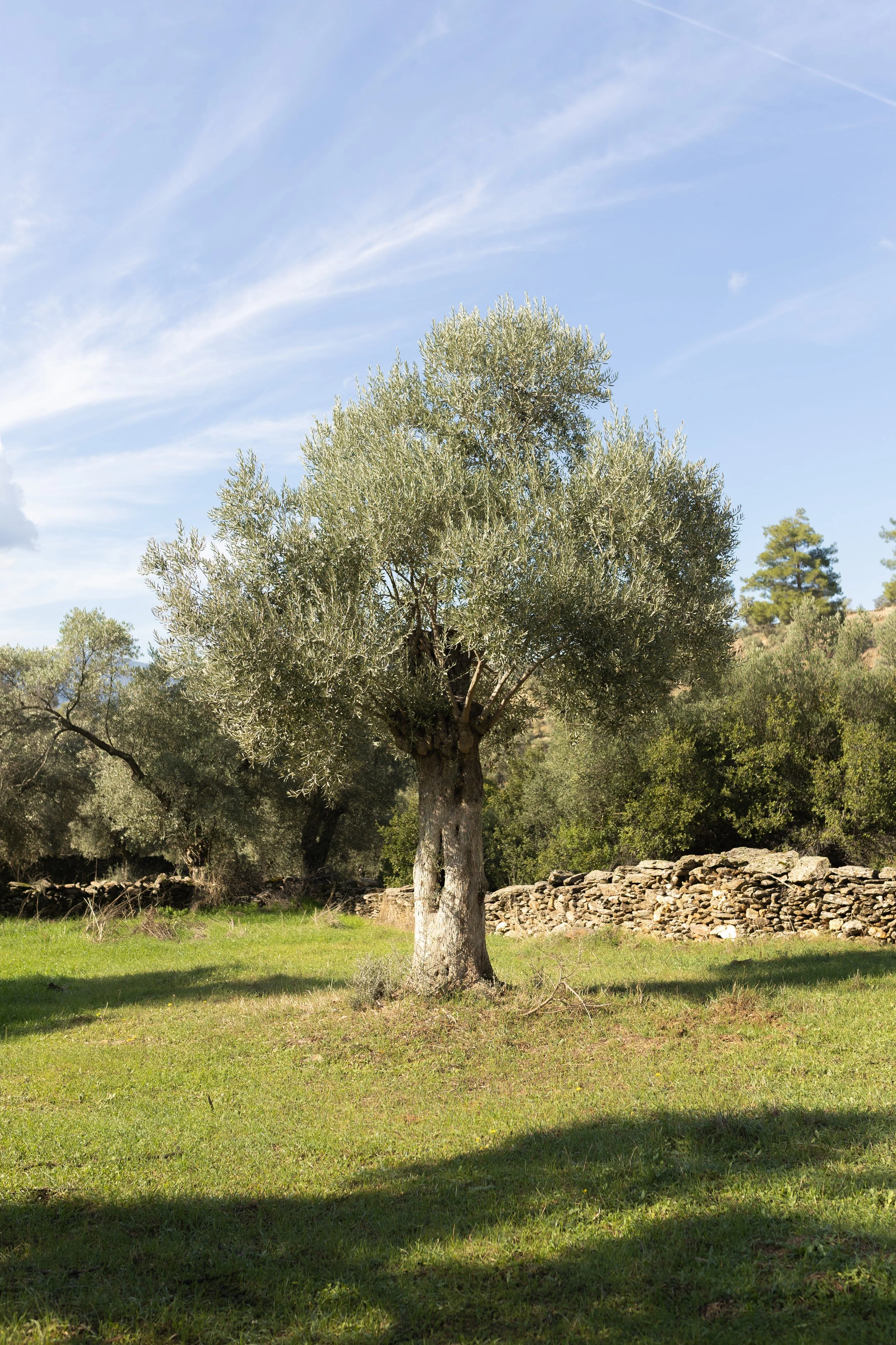 Oro Di Milas