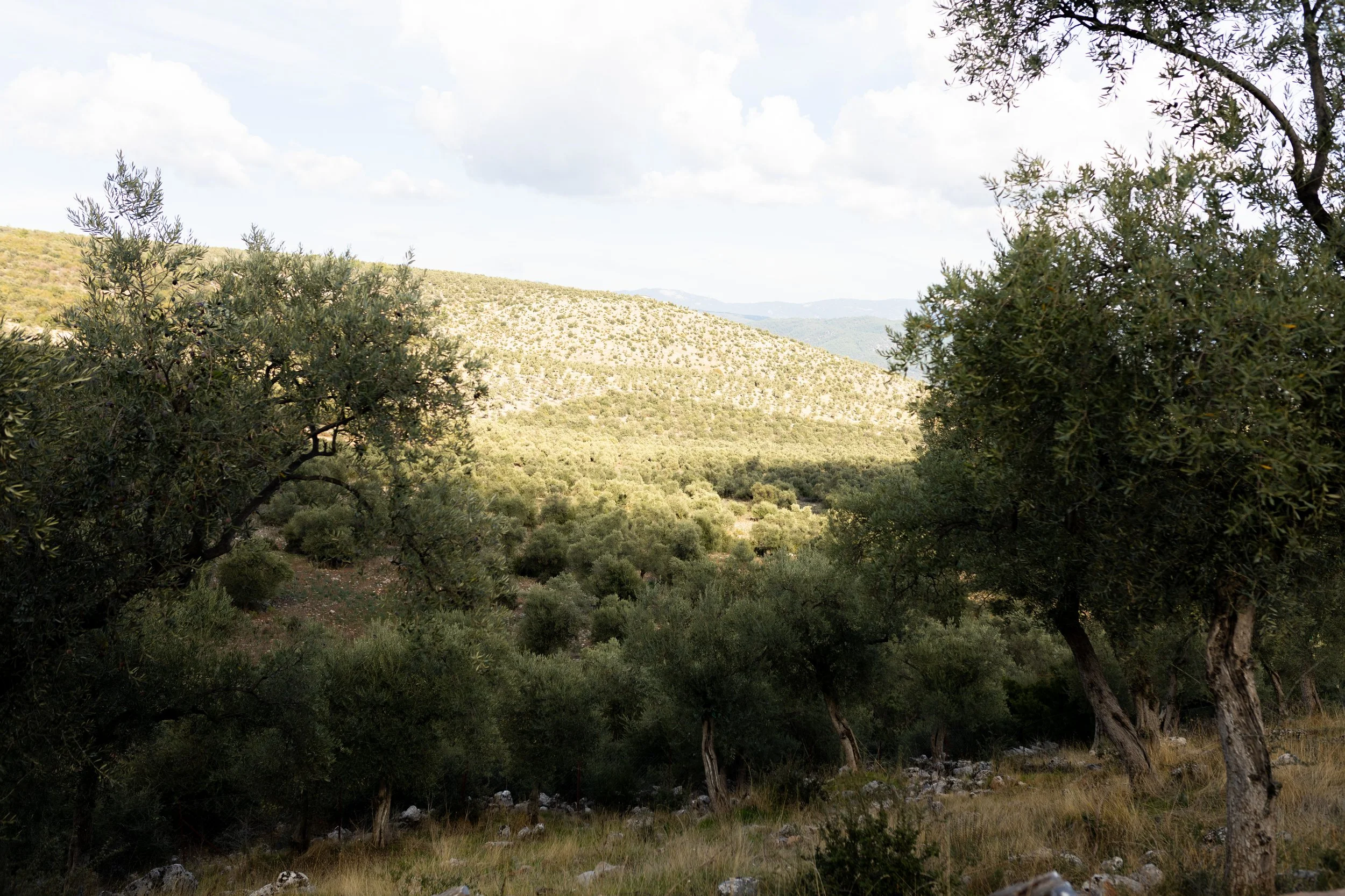 Oro Di Milas
