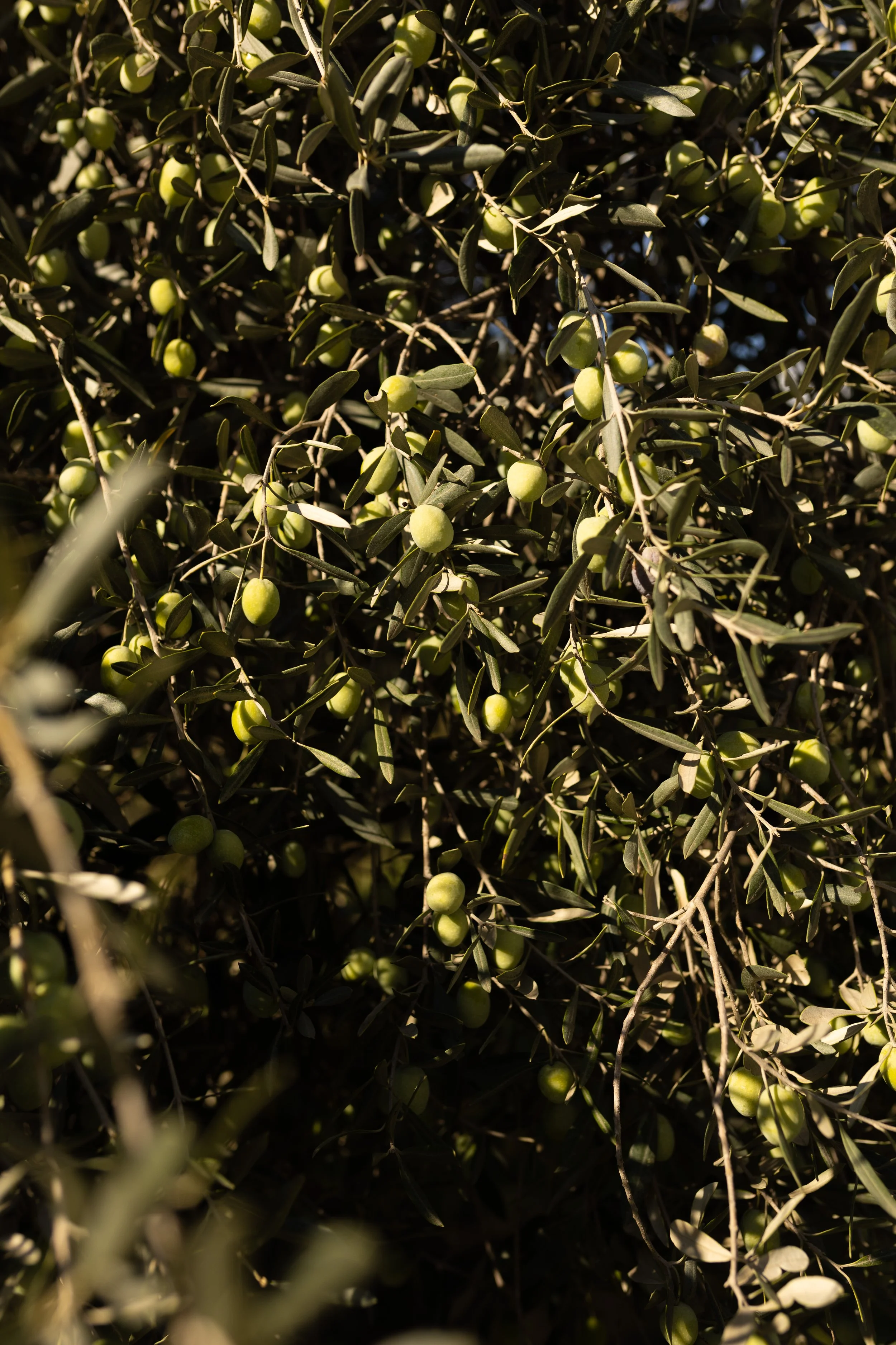 Oro Di Milas