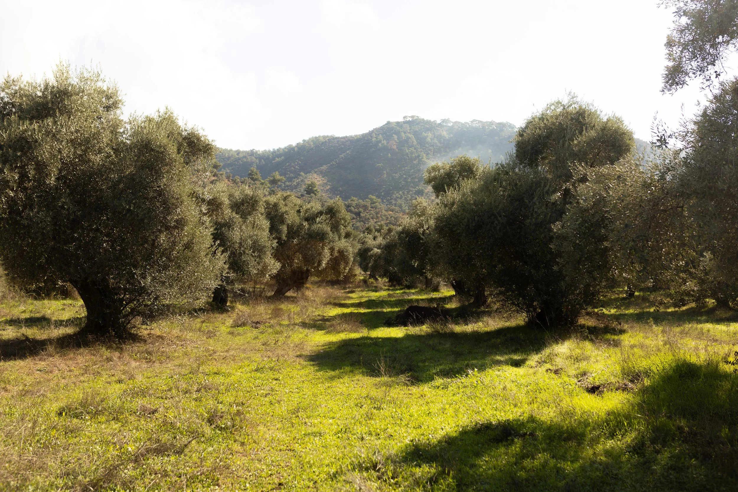 Oro  Di Milas
