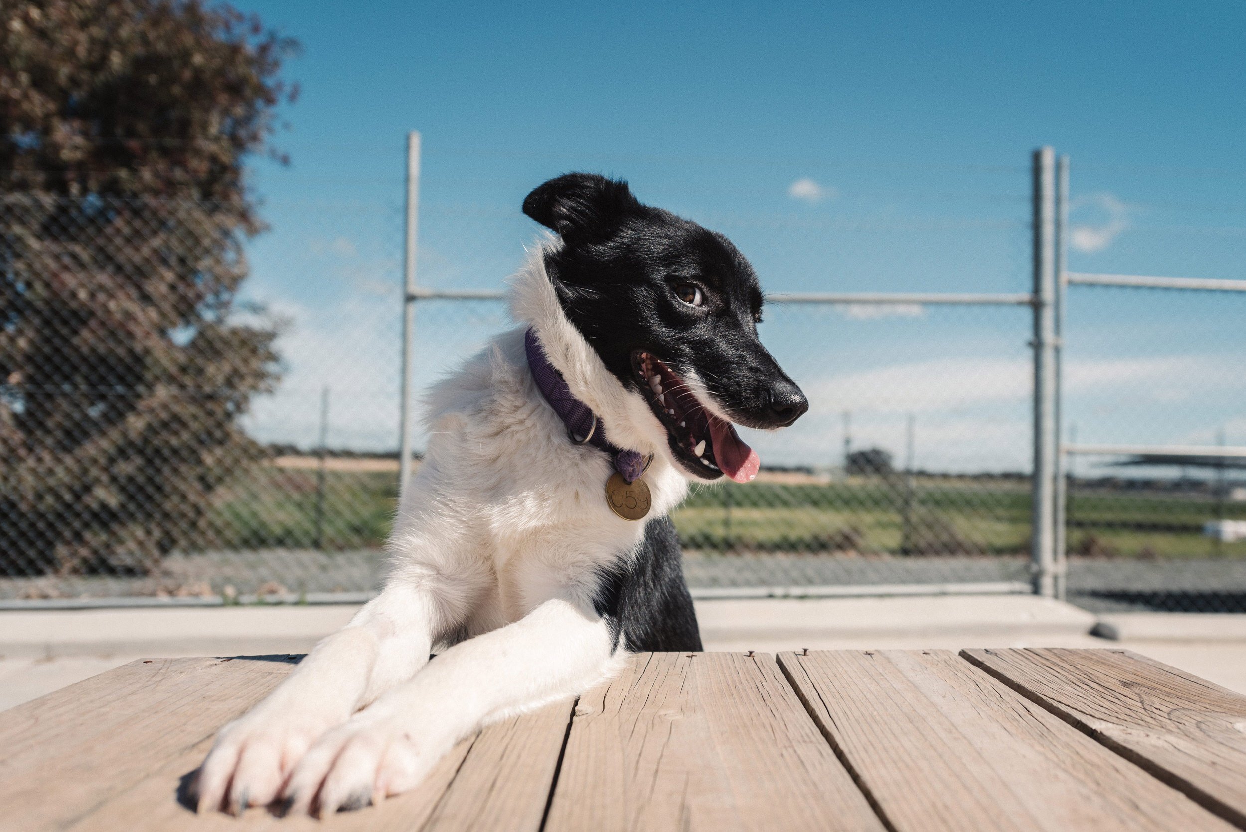 019-Campaspe-Animal-Max1.jpg
