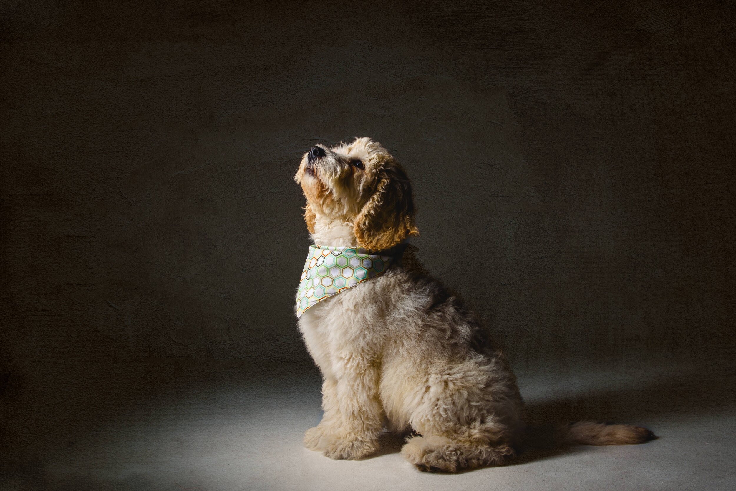 -028-Swirltography-Merrick-Labradoodle-puppy.jpg
