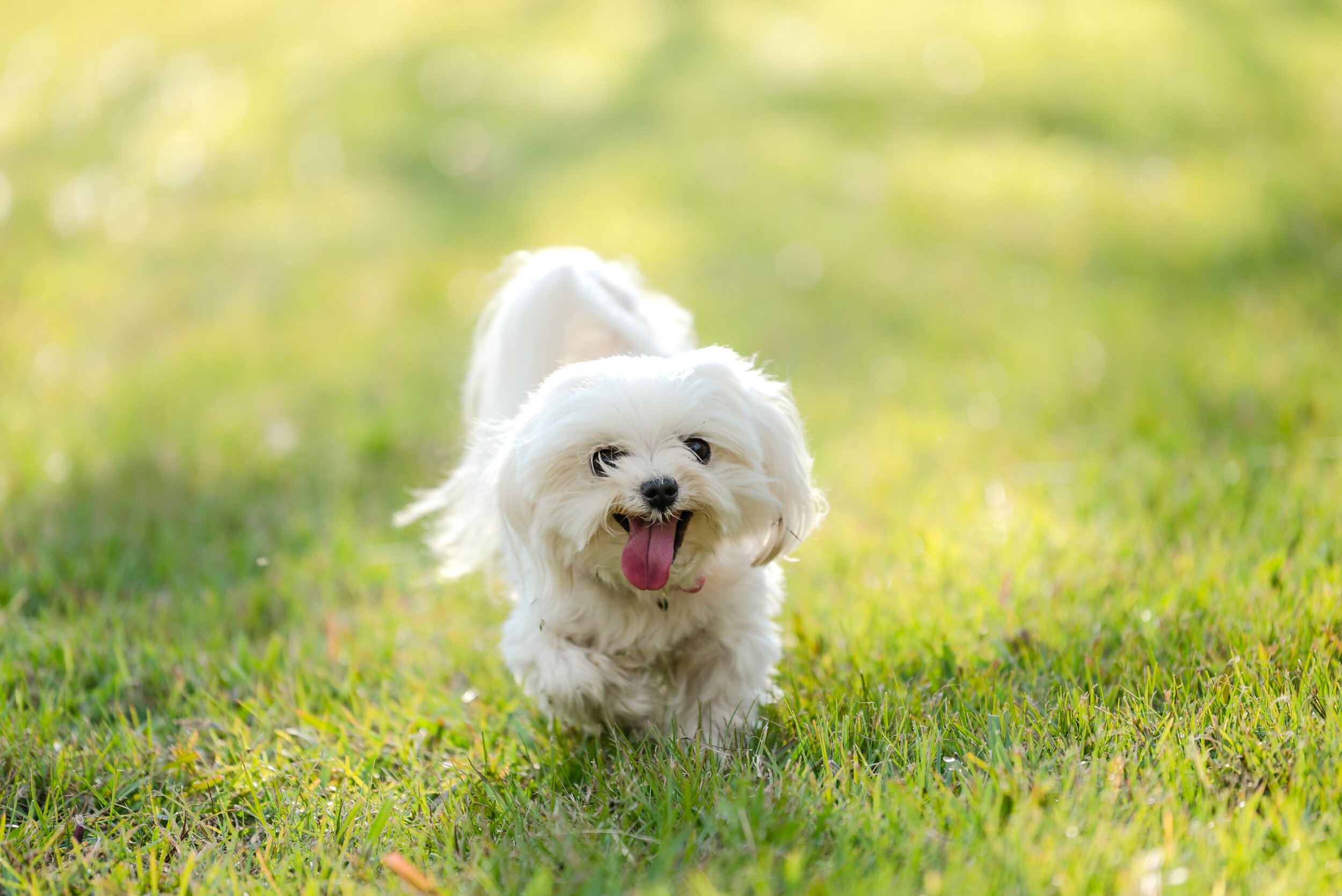 067-Swirltography-ObiObi.jpg