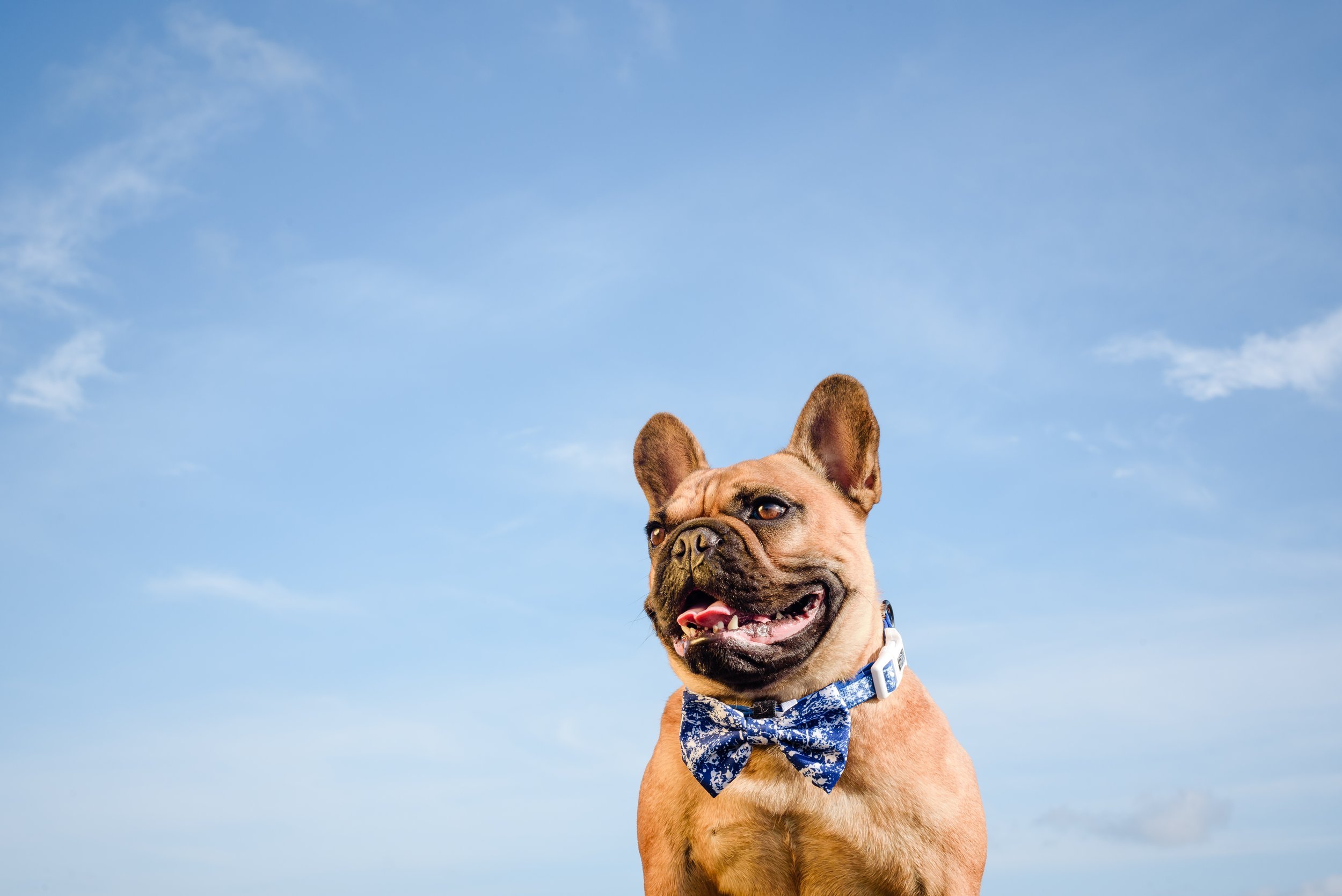 135-Swirltography-BigLittle-dogs-Beach.jpg