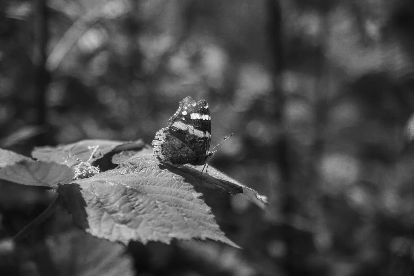 #blackandwhitephotography #naturephotography