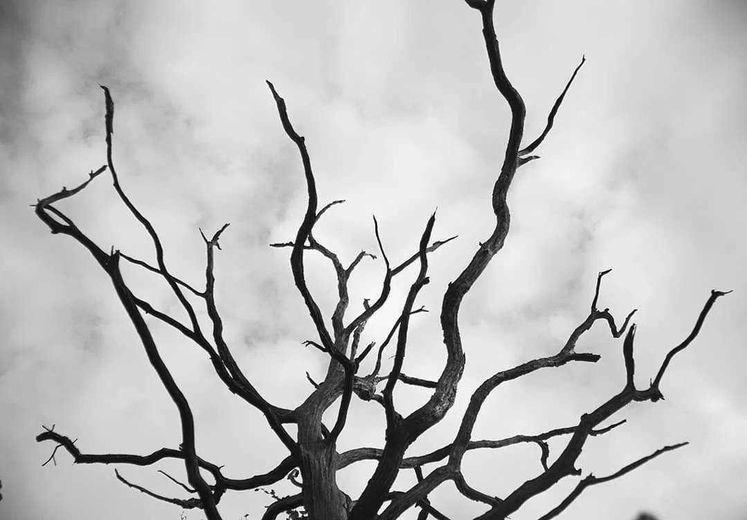 #blackandwhite #naturephotography