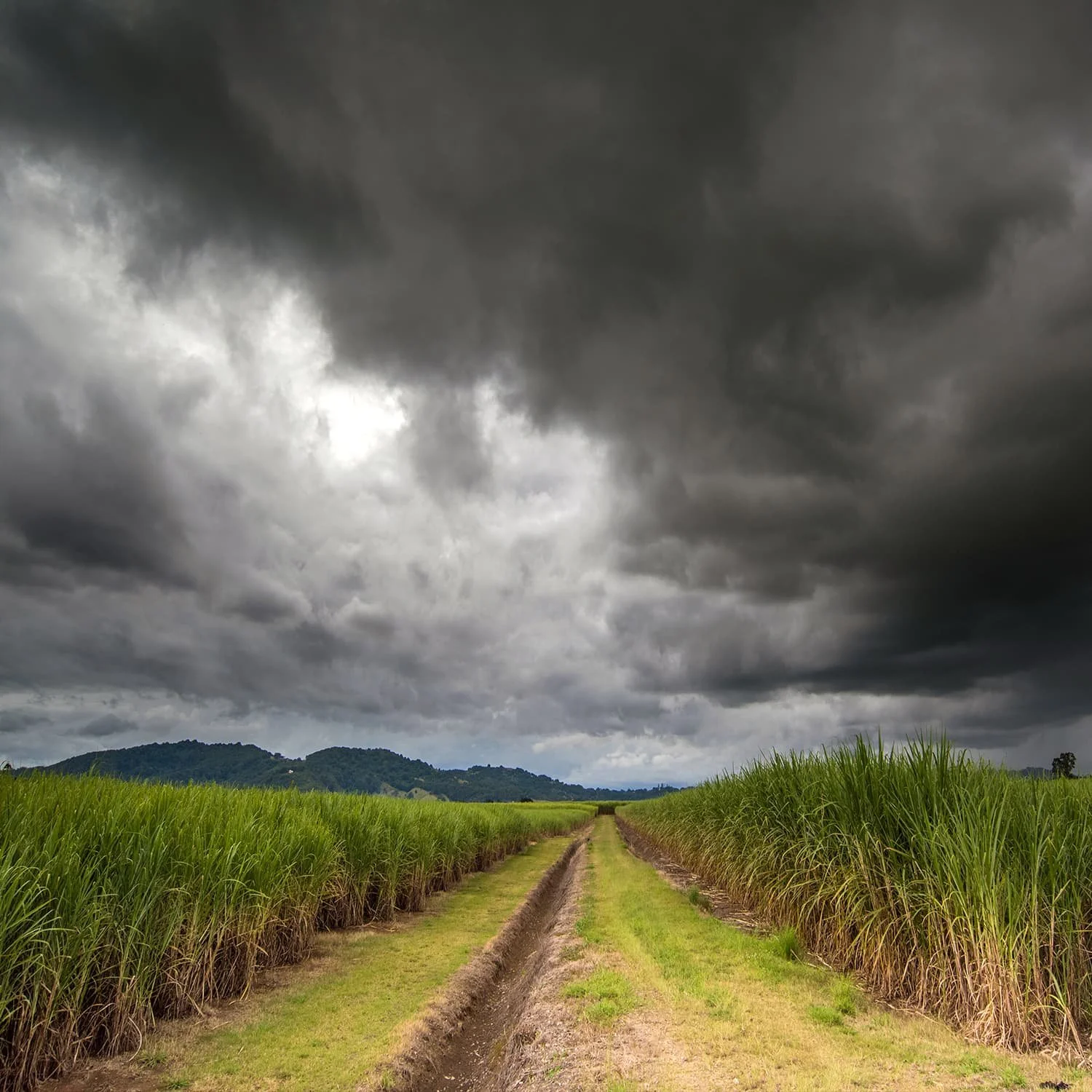 Storm in a cane field