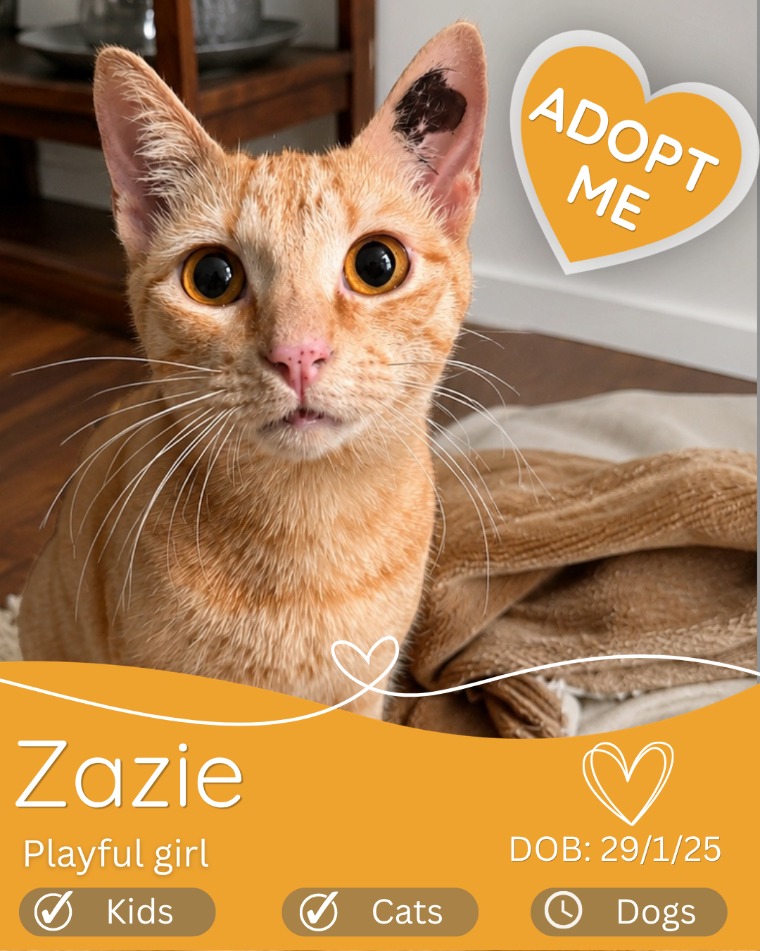 Adopt a cat in Cairns