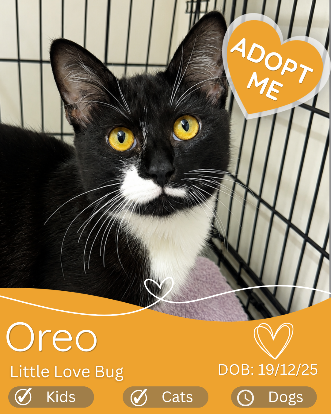Oreo