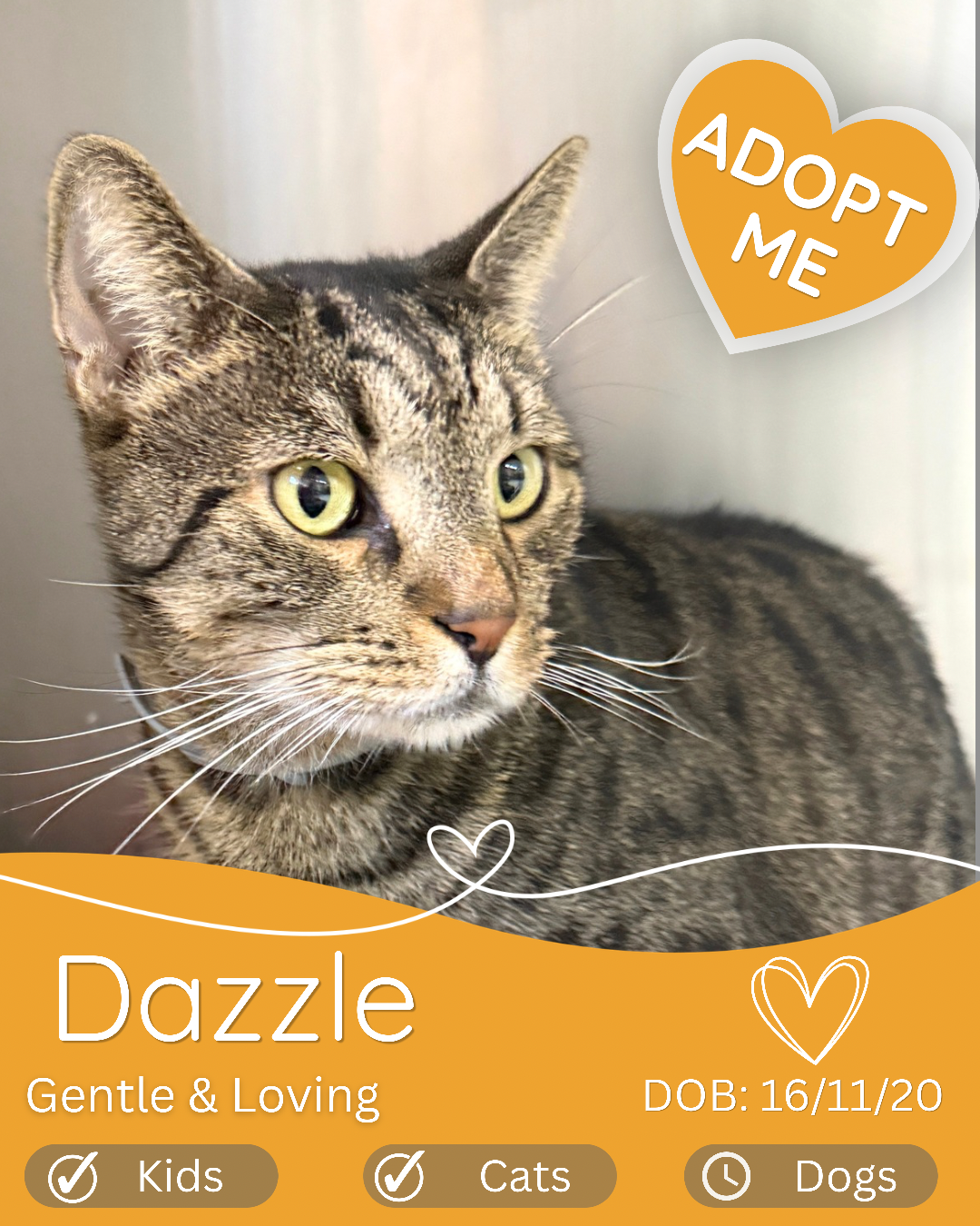 DAZZLE