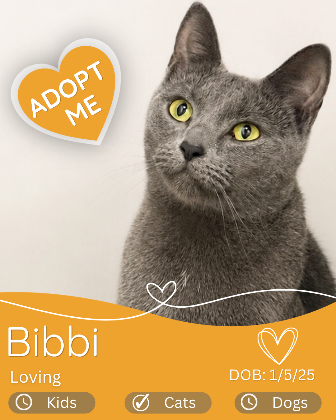 Bibbi