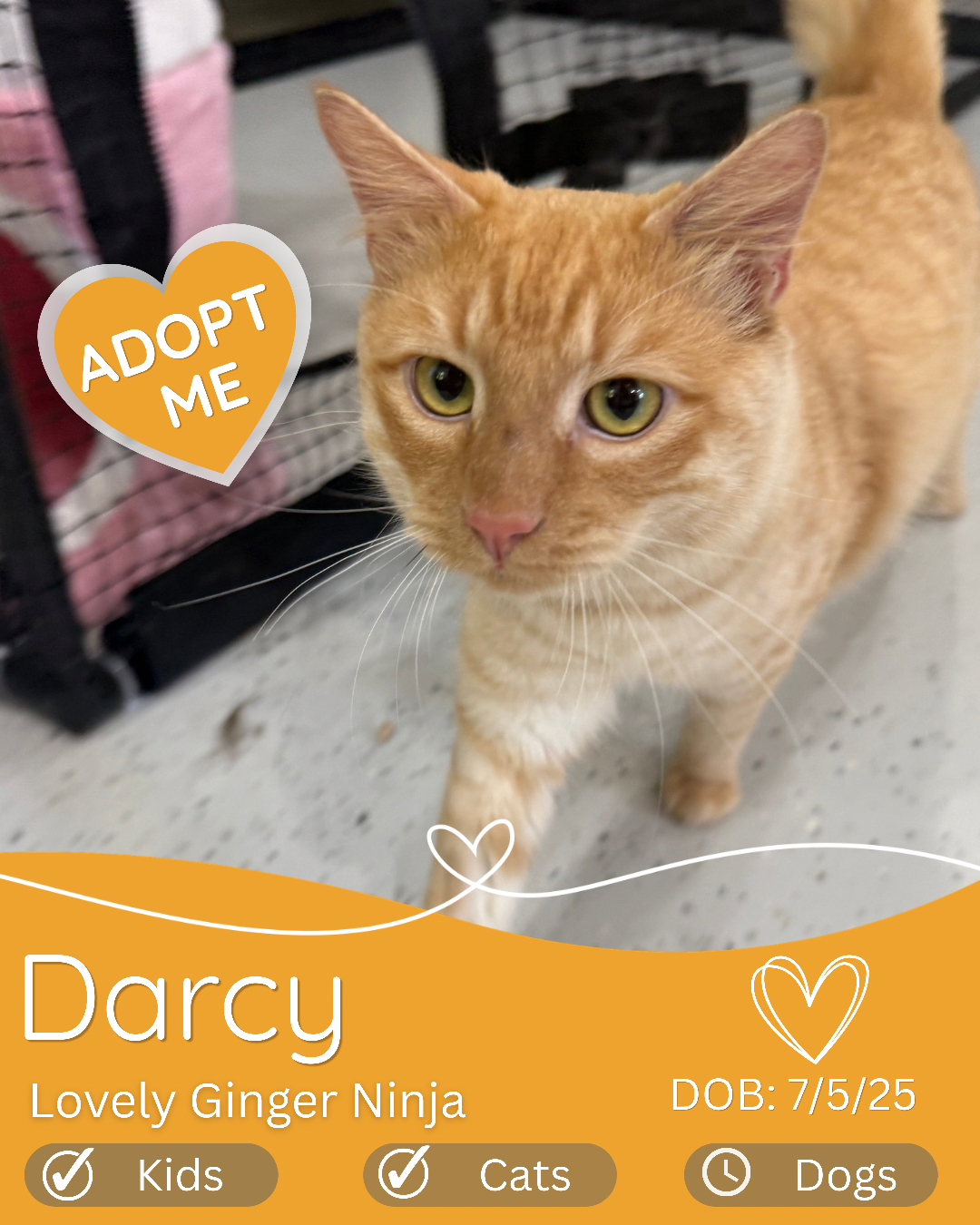 Darcy