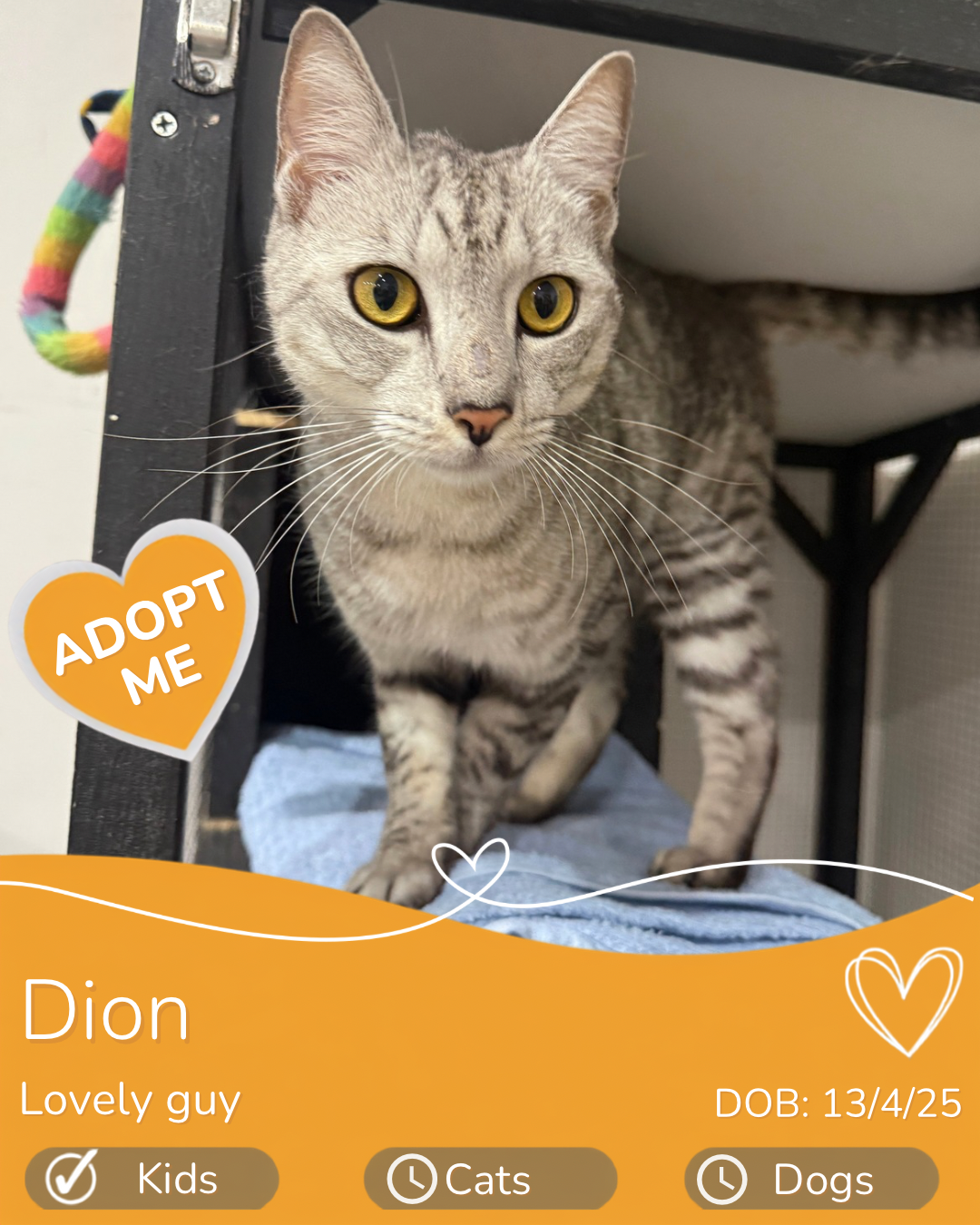 Dion
