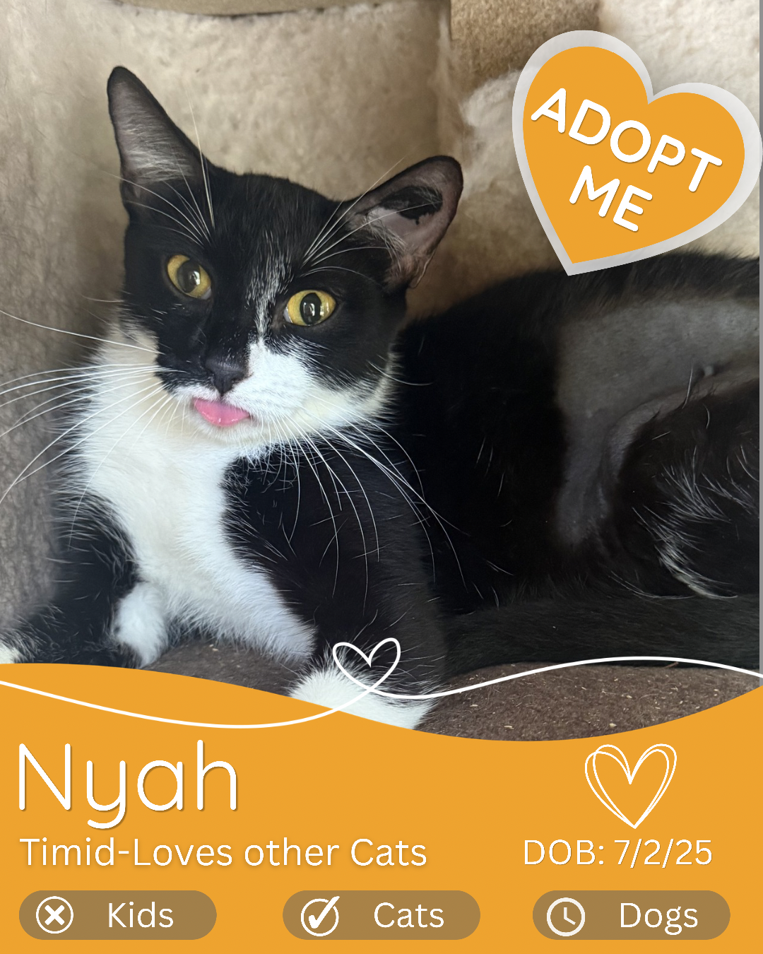 Adopt a cat in cairns