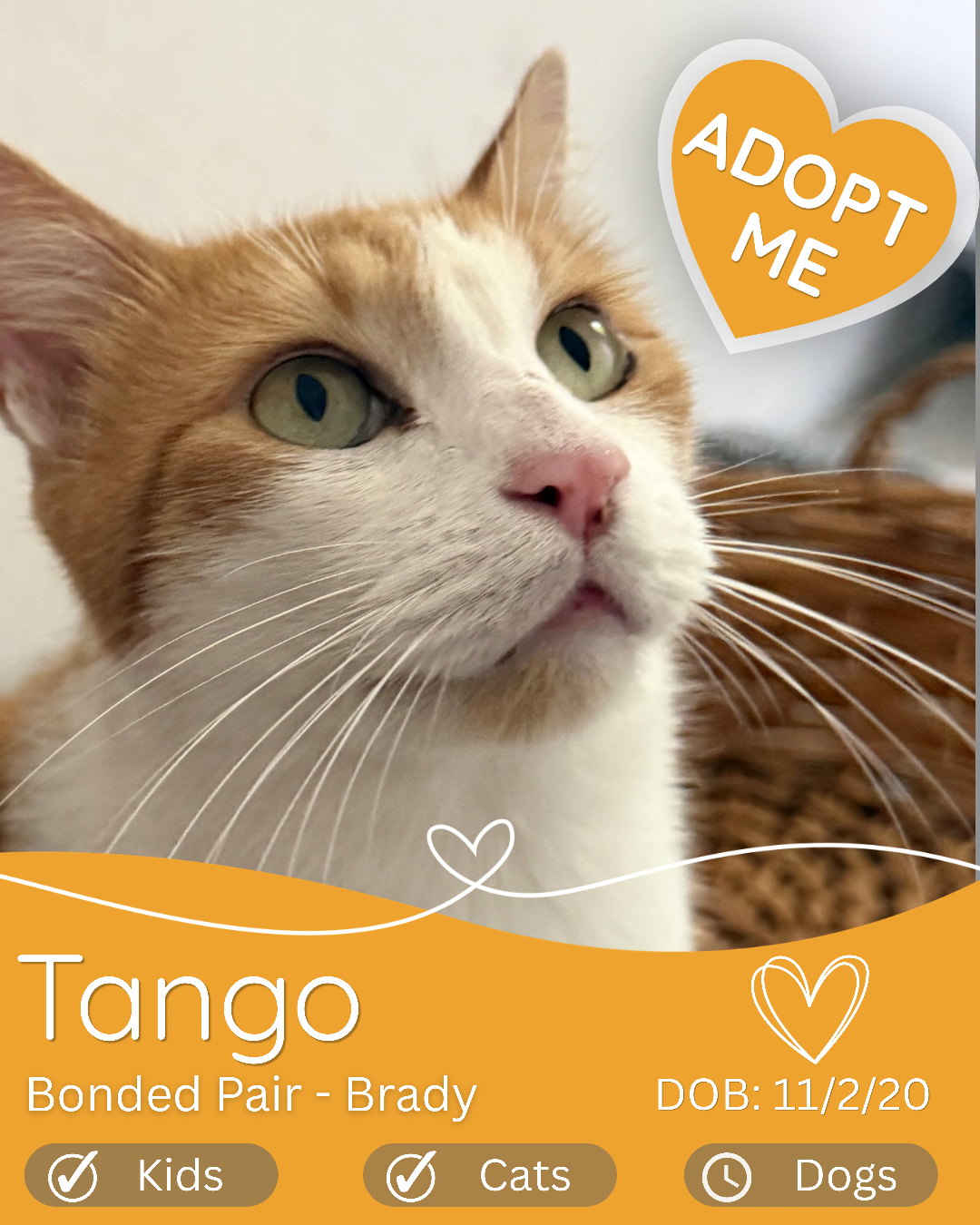 BONDED CAT PAIR CAIRNS