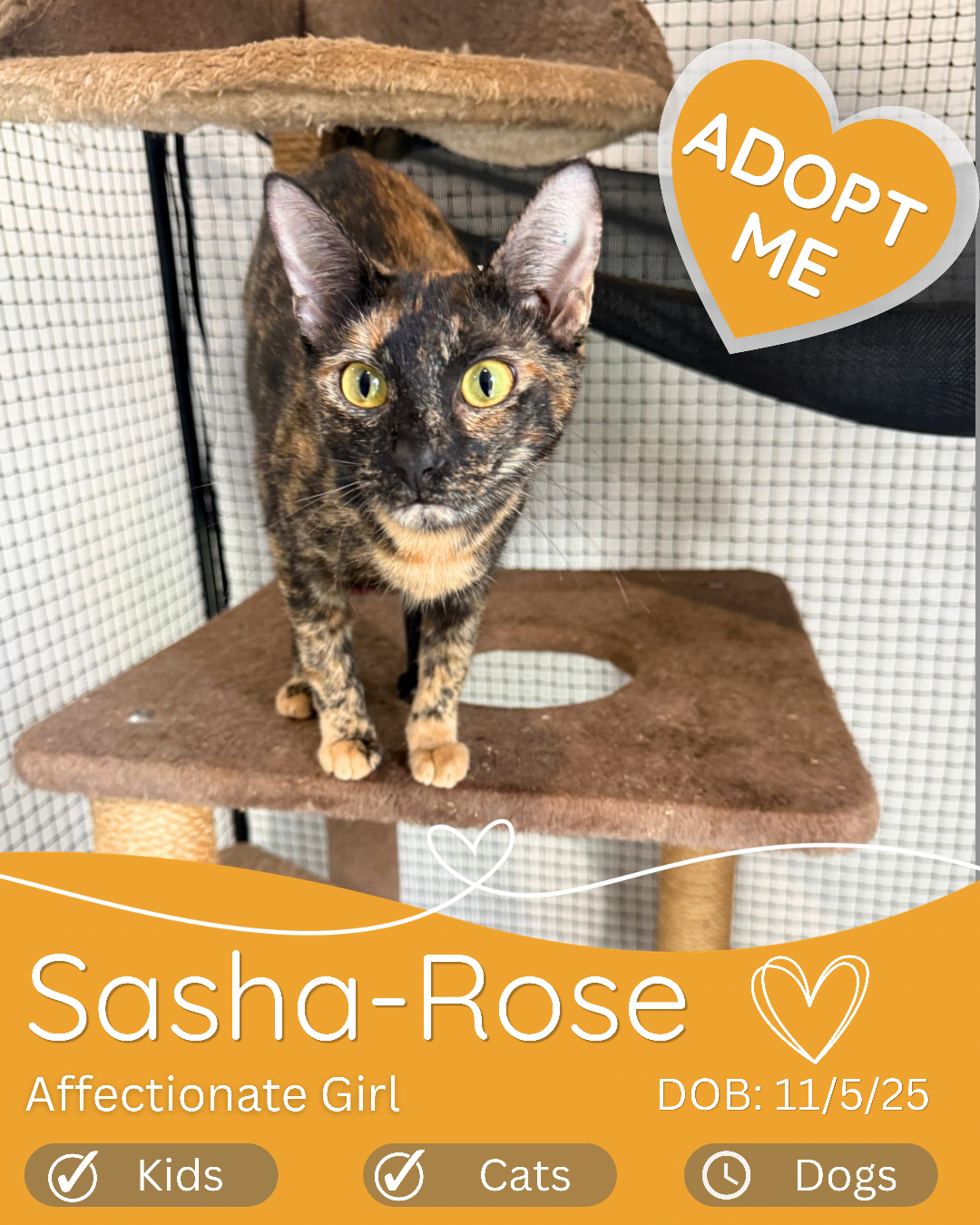 ADOPT A CAT IN CAIRNS